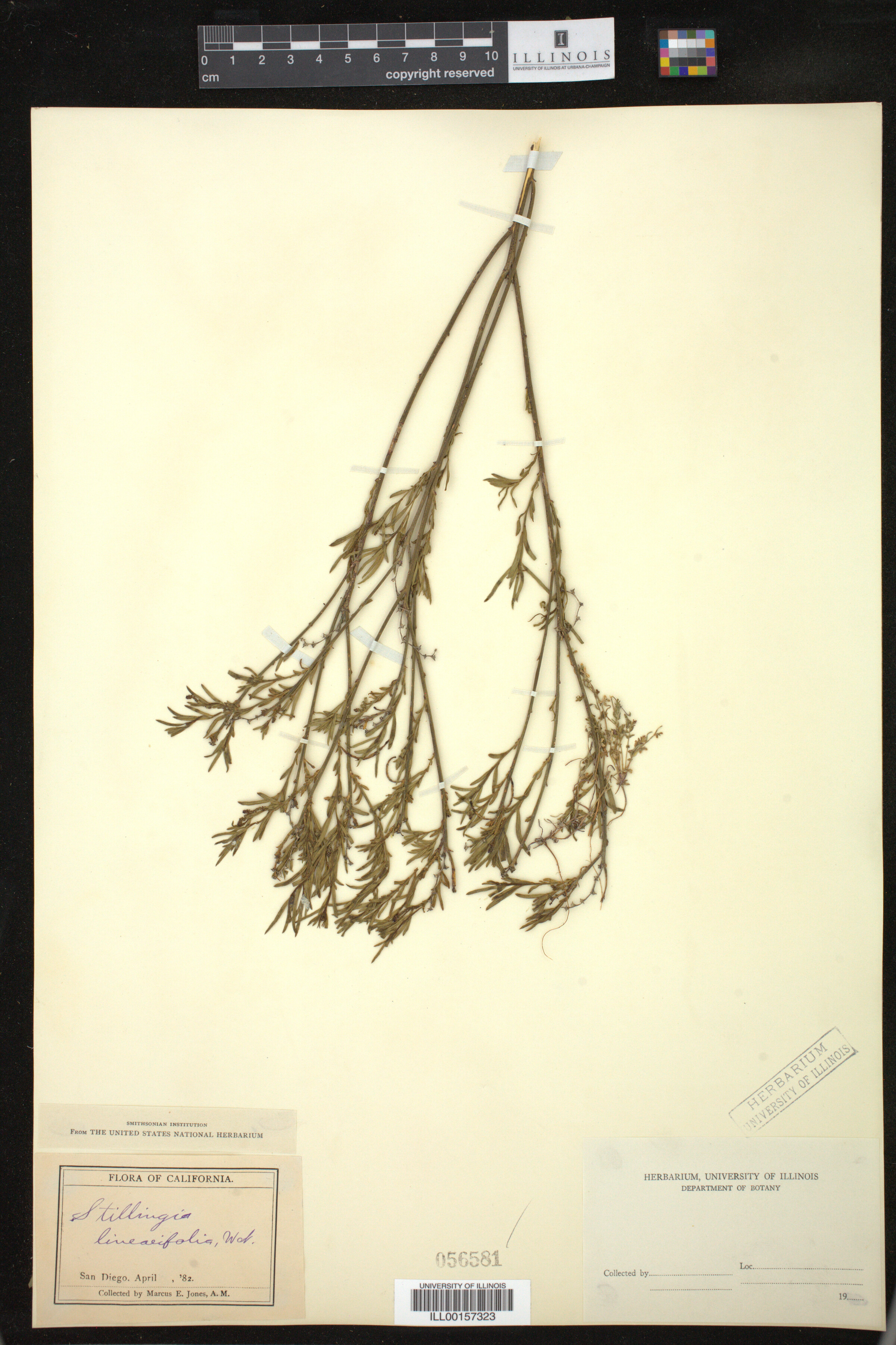 Stillingia linearifolia image