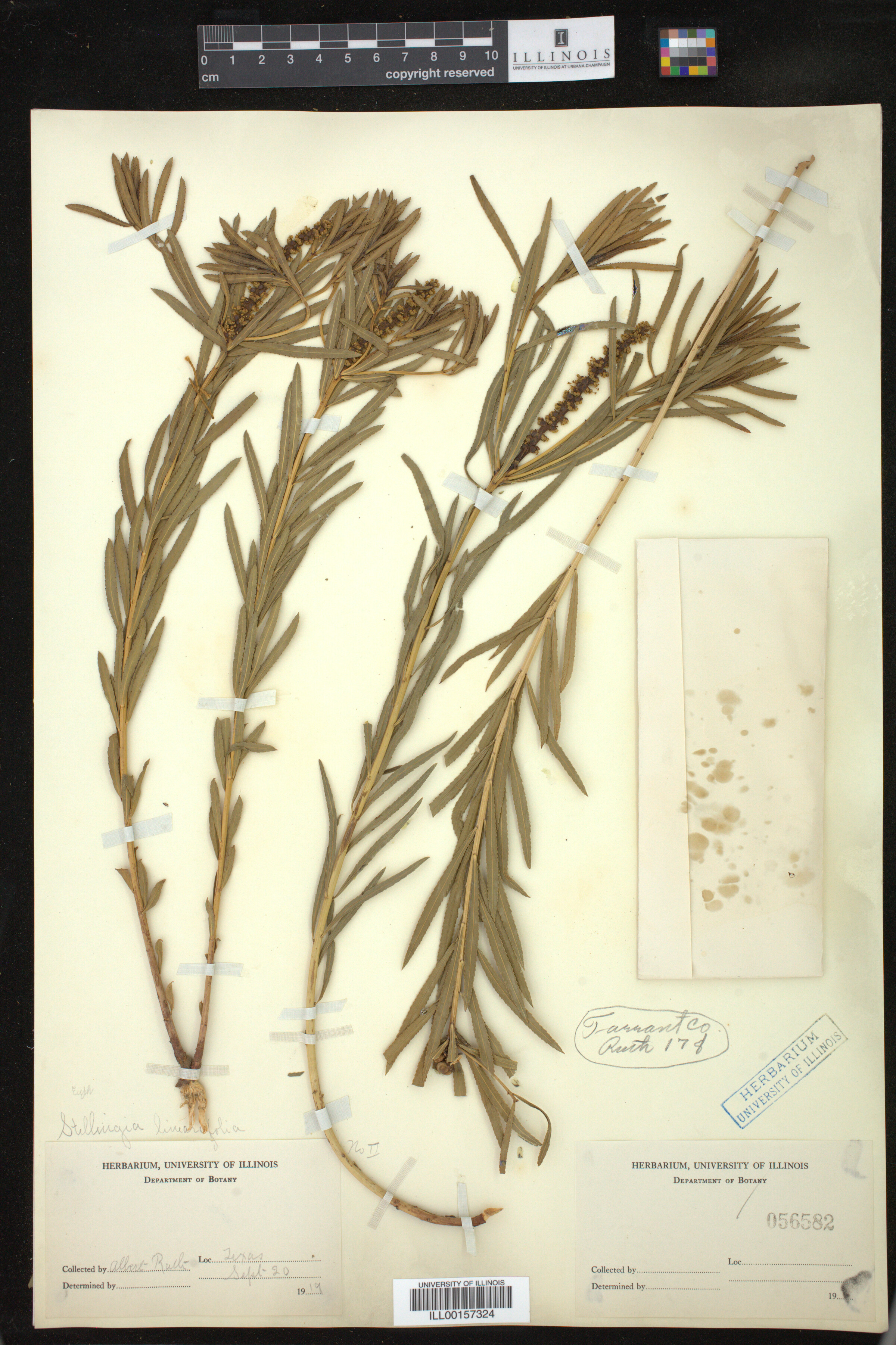 Stillingia linearifolia image