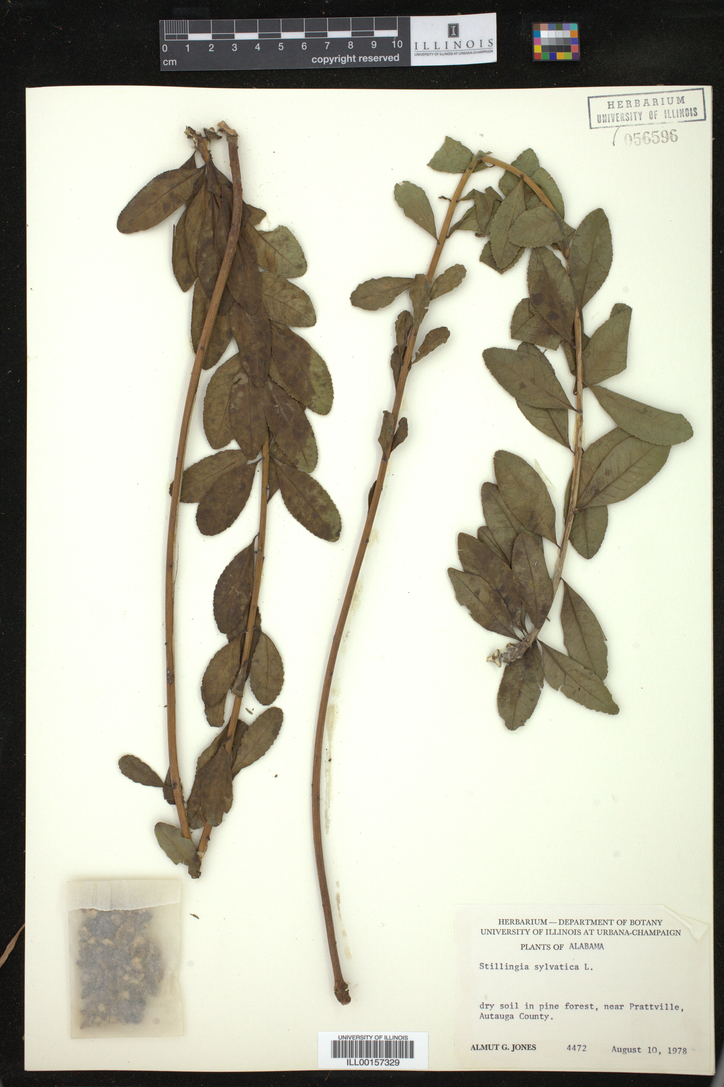 Stillingia sylvatica image