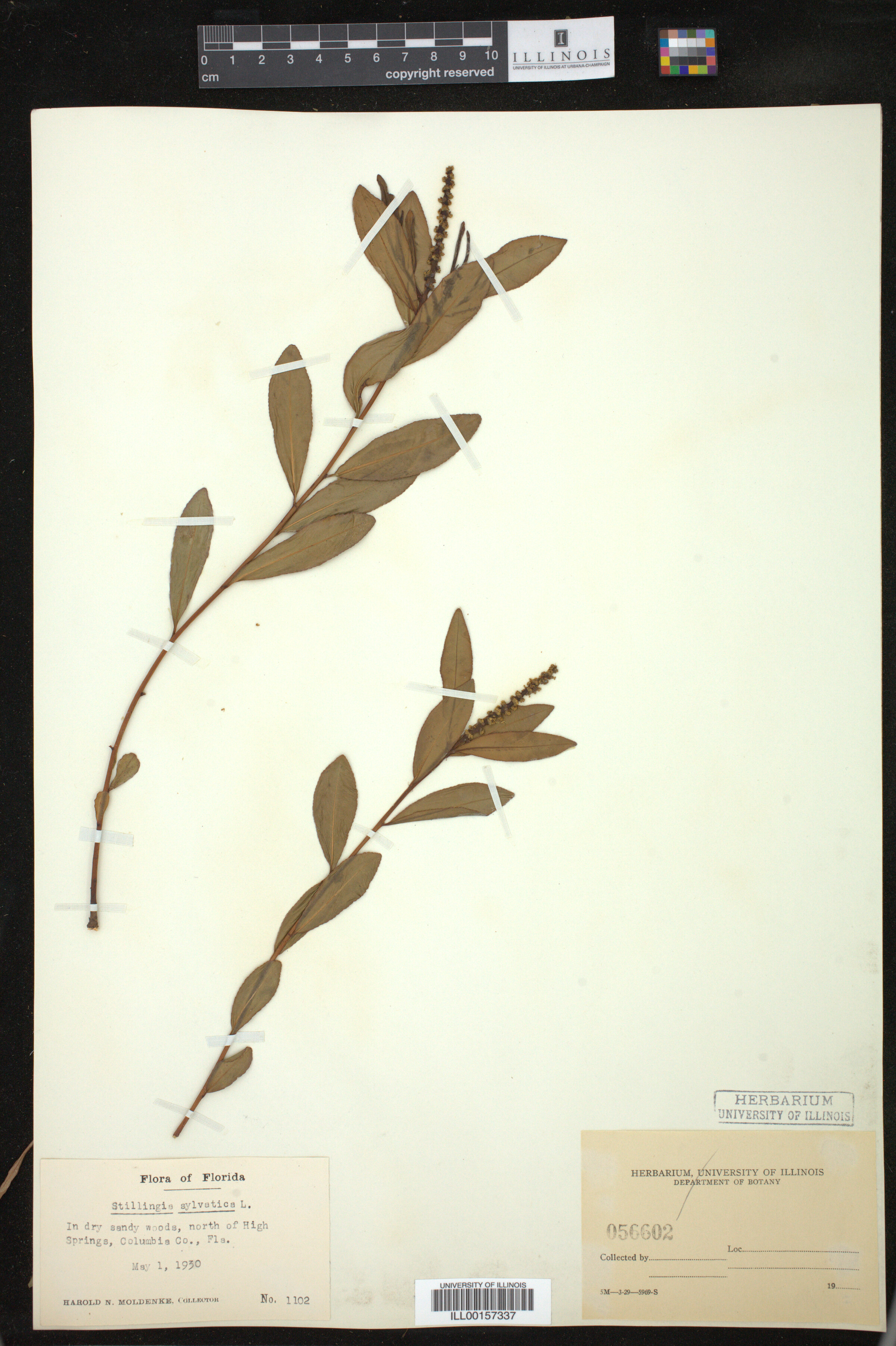 Stillingia sylvatica image