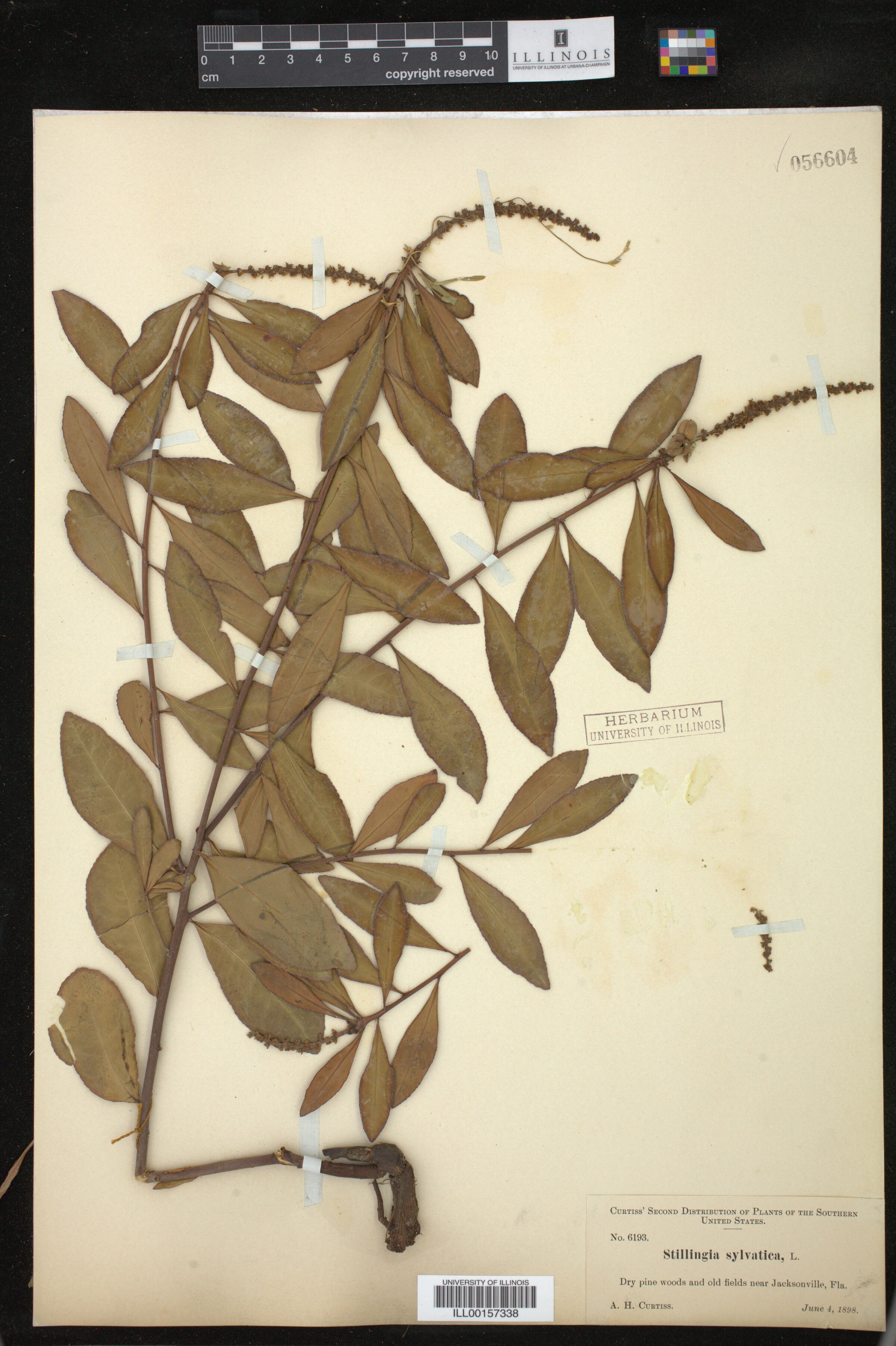 Stillingia sylvatica image