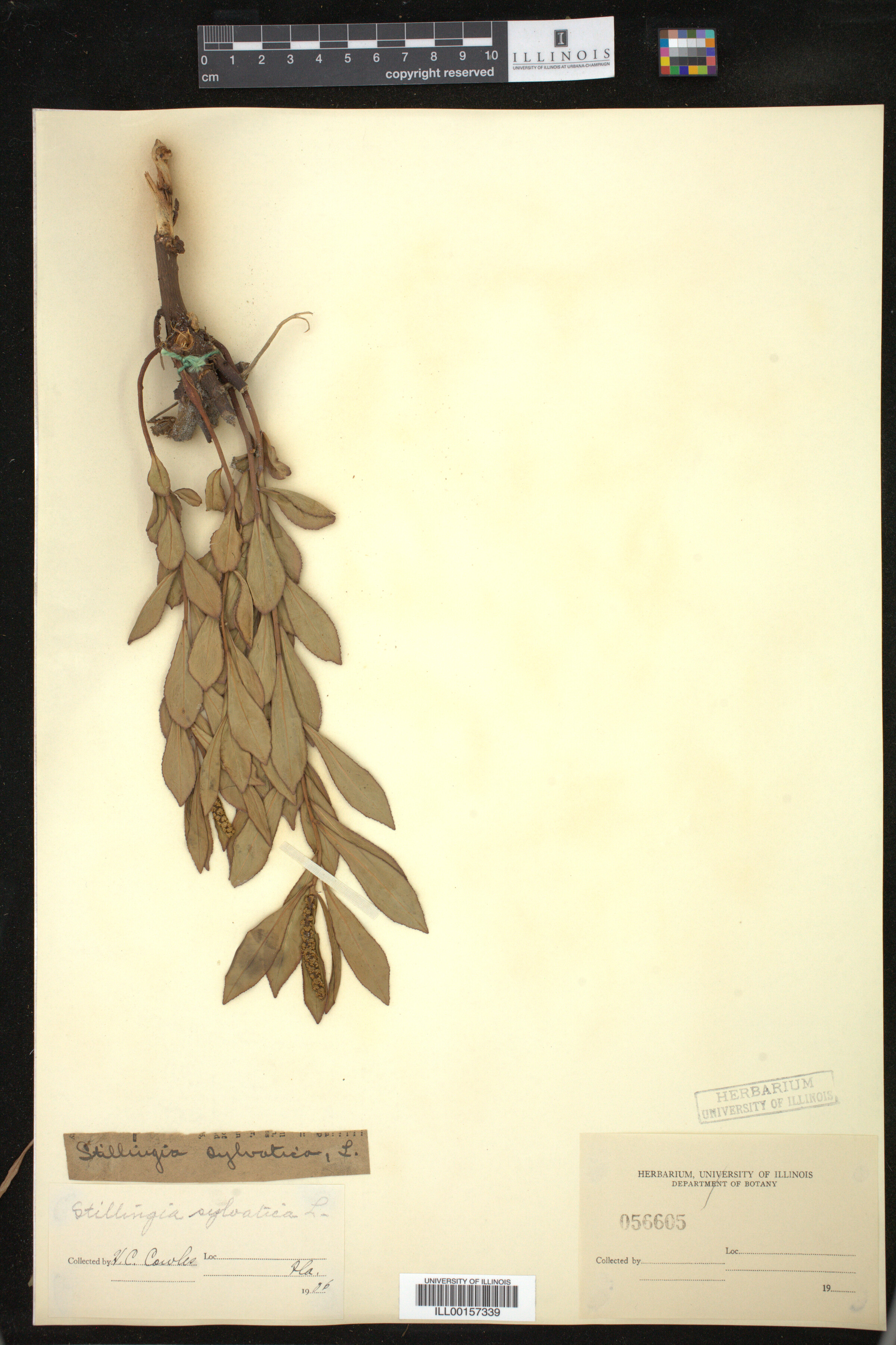 Stillingia sylvatica image