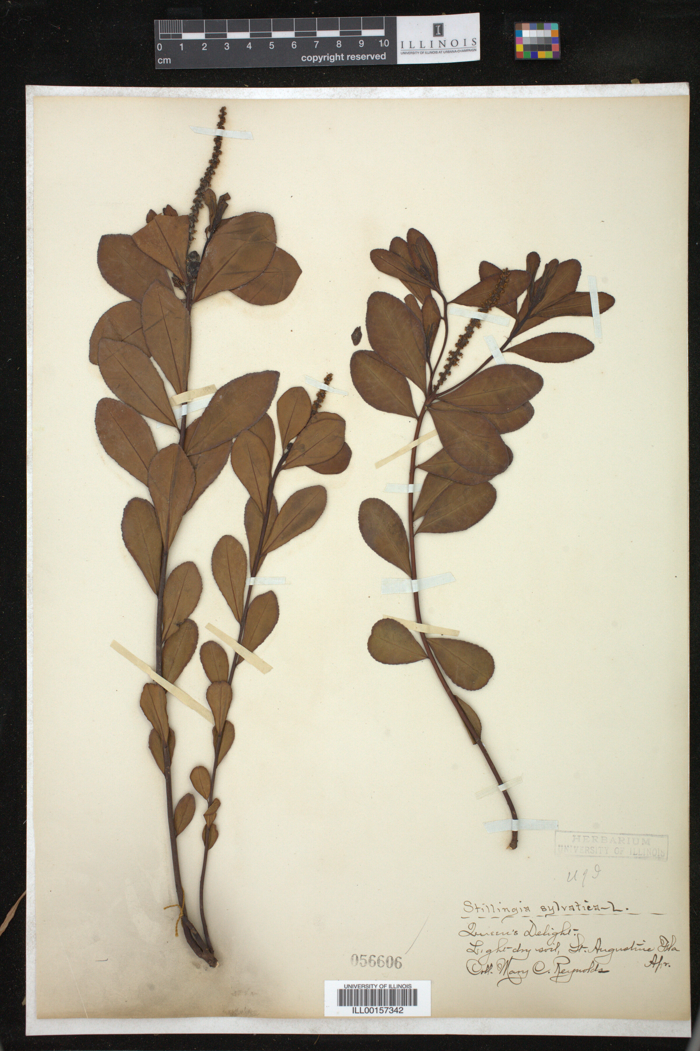 Stillingia sylvatica image
