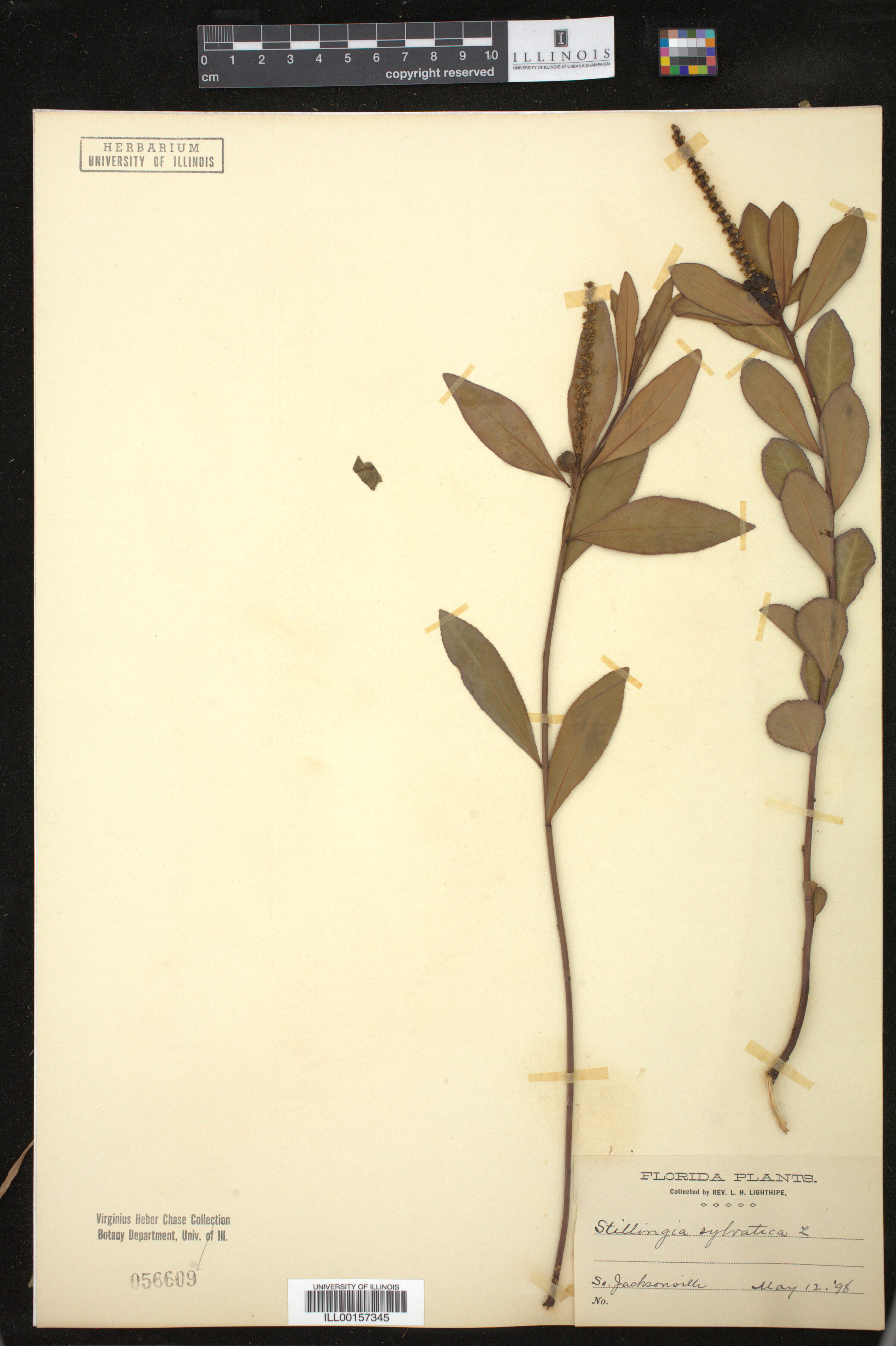 Stillingia sylvatica image