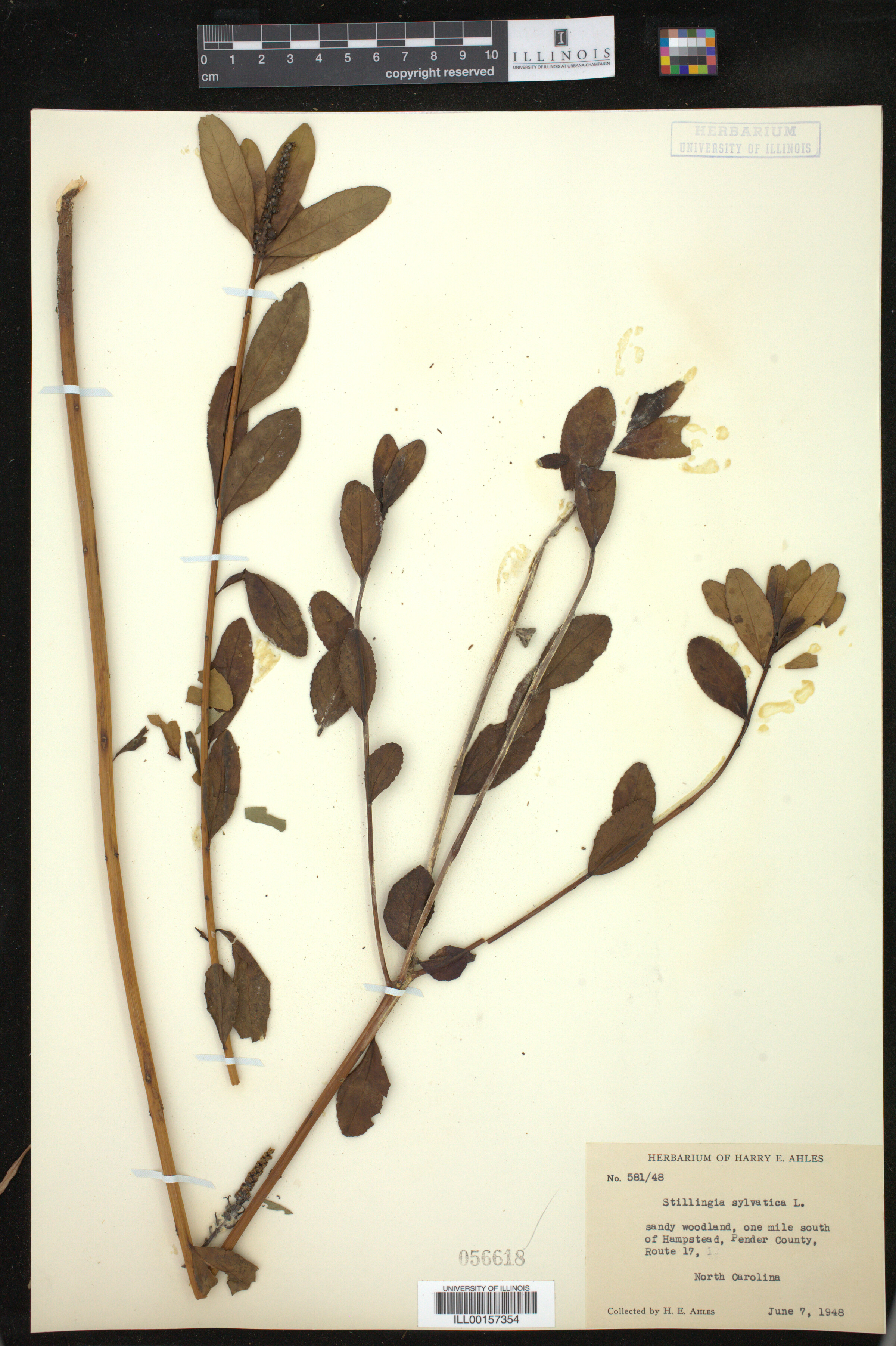 Stillingia sylvatica image