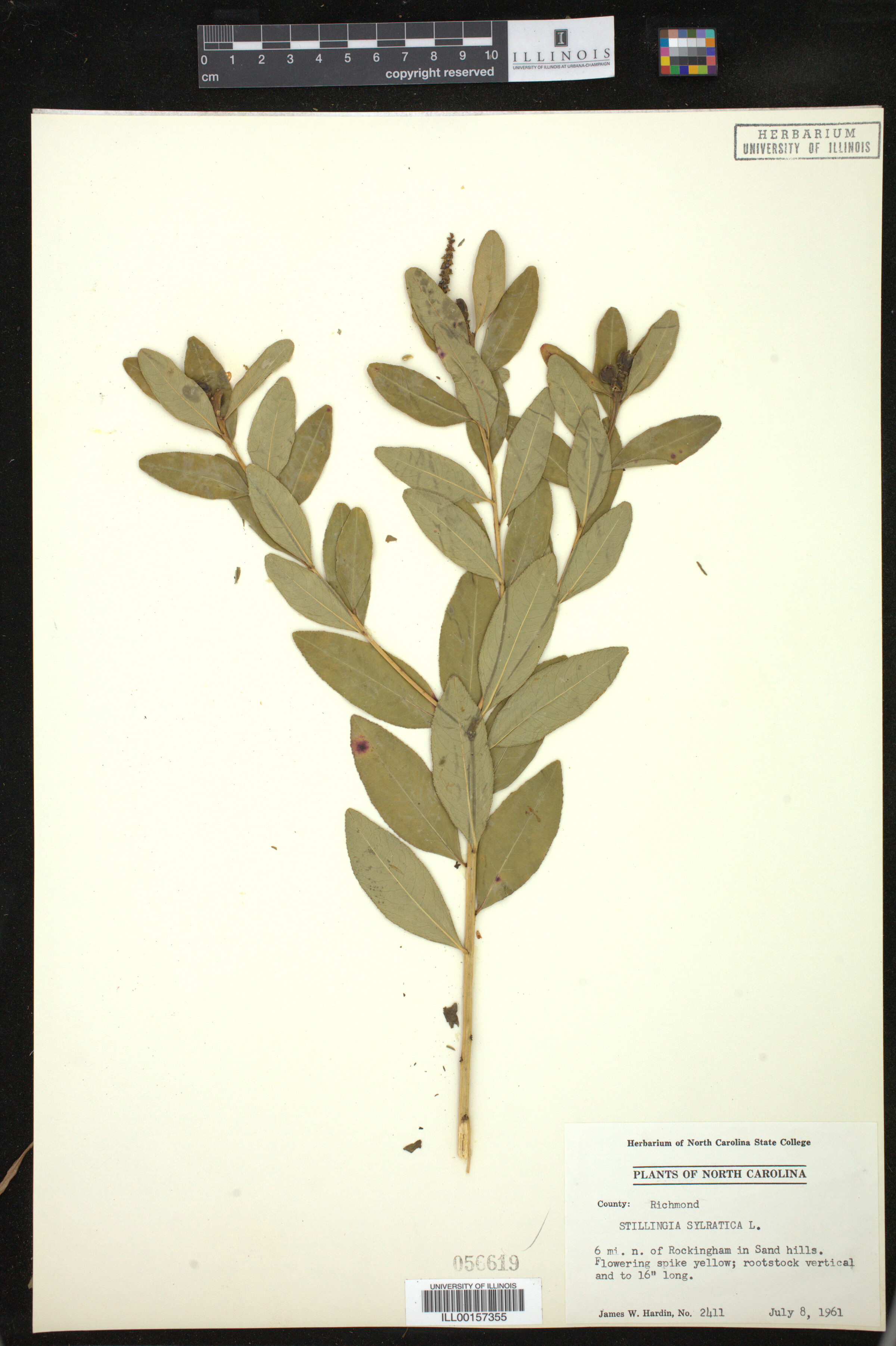 Stillingia sylvatica image