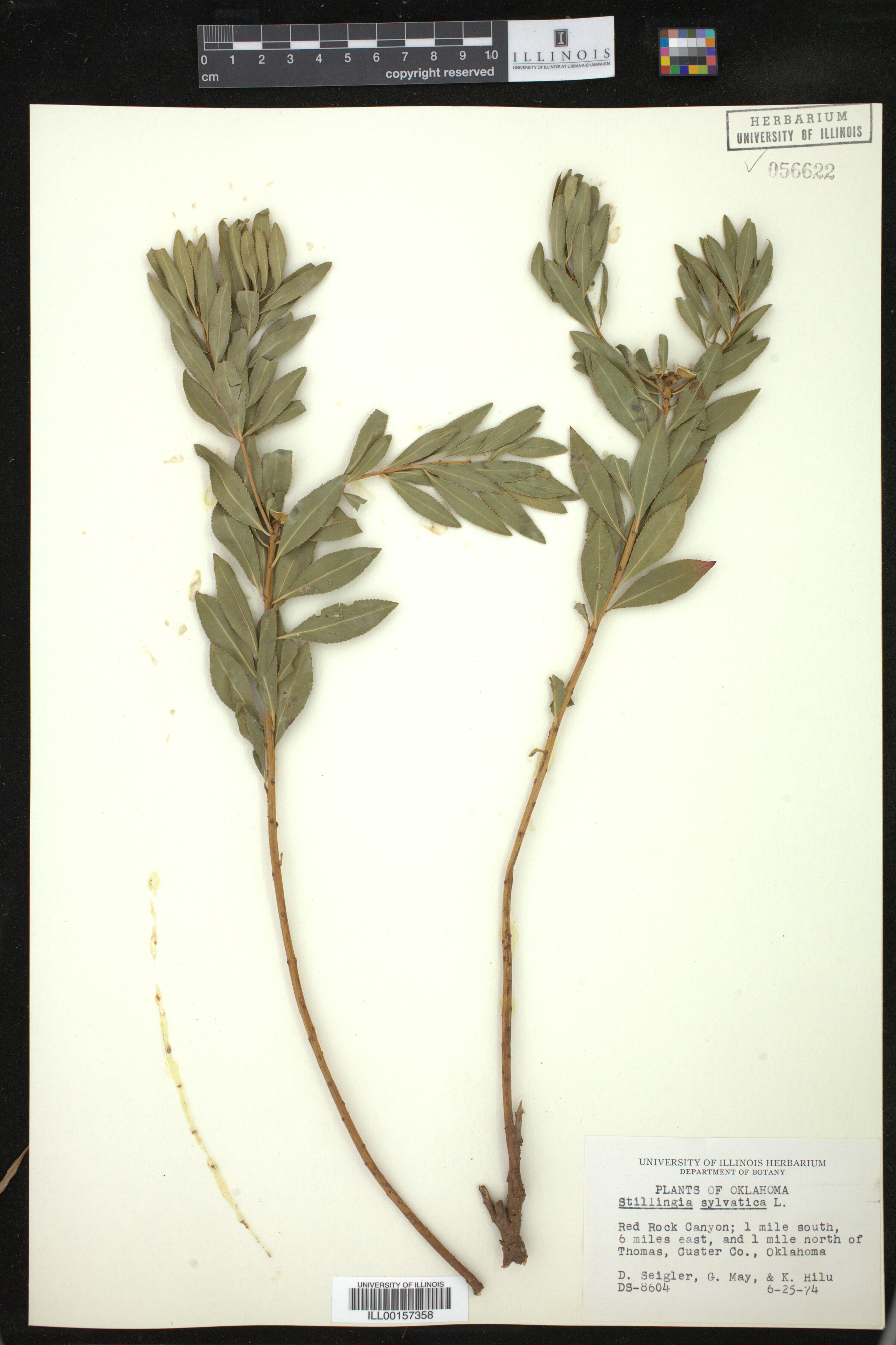 Stillingia sylvatica image