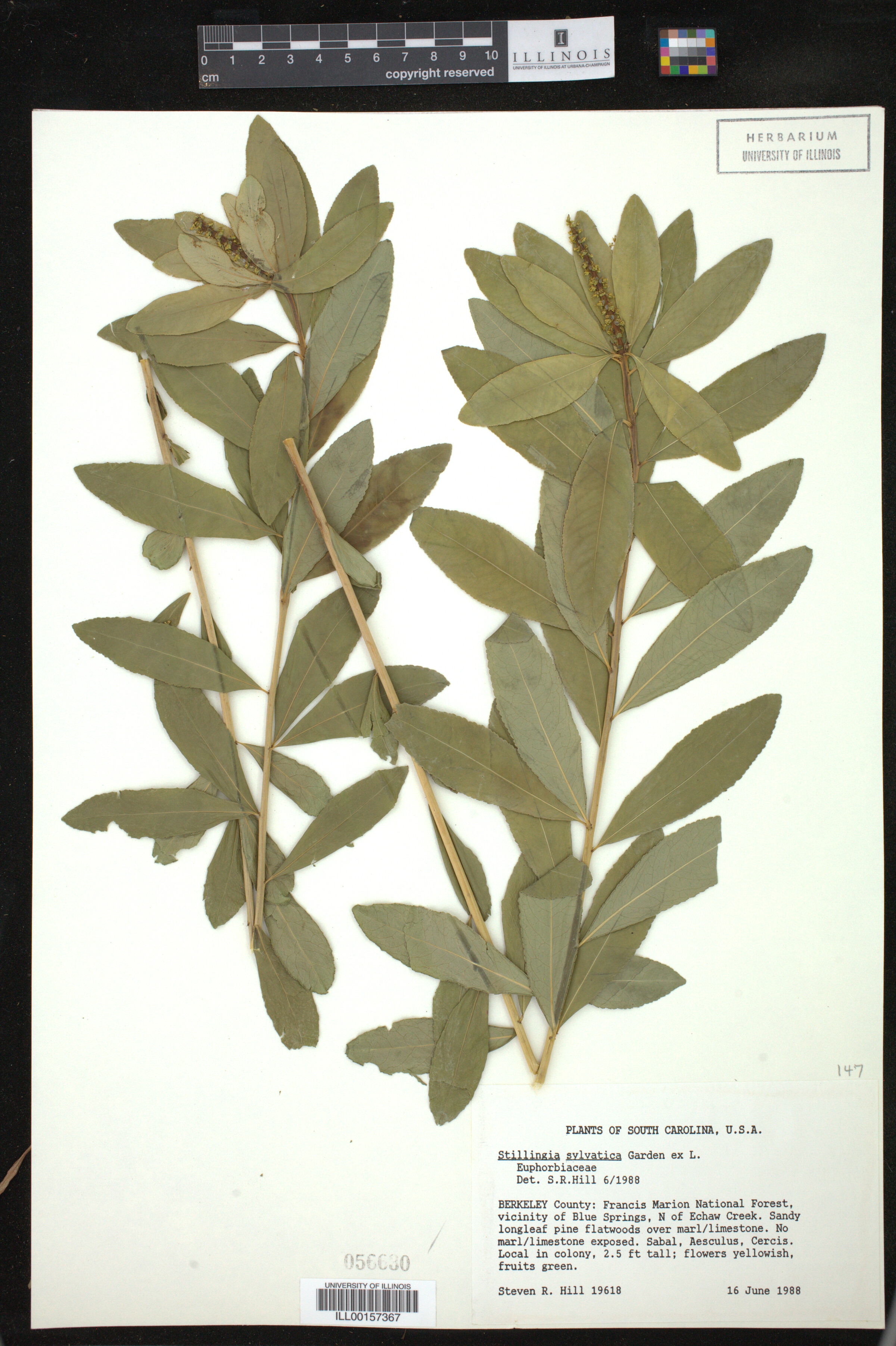 Stillingia sylvatica image