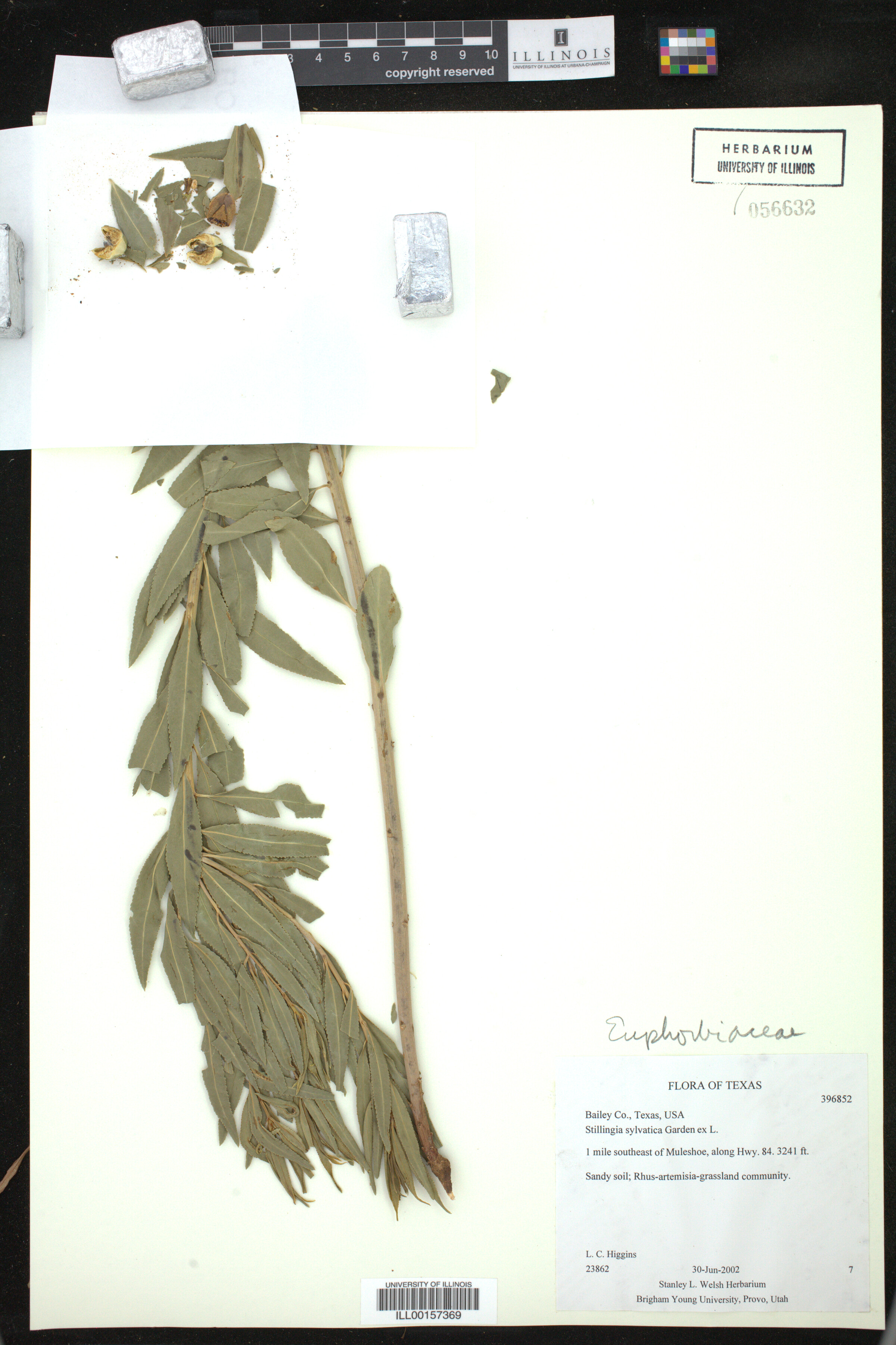 Stillingia sylvatica image