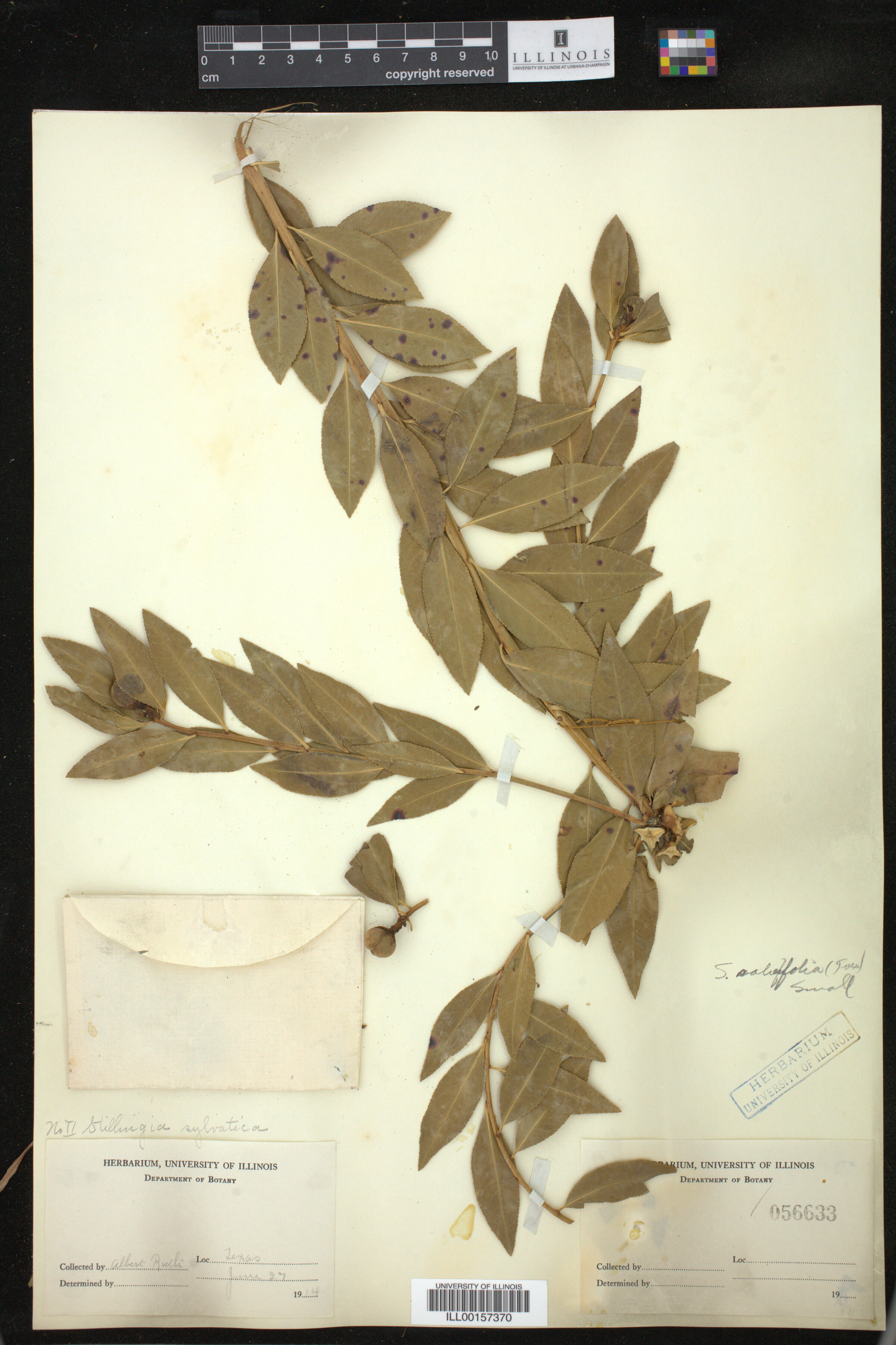 Stillingia sylvatica image