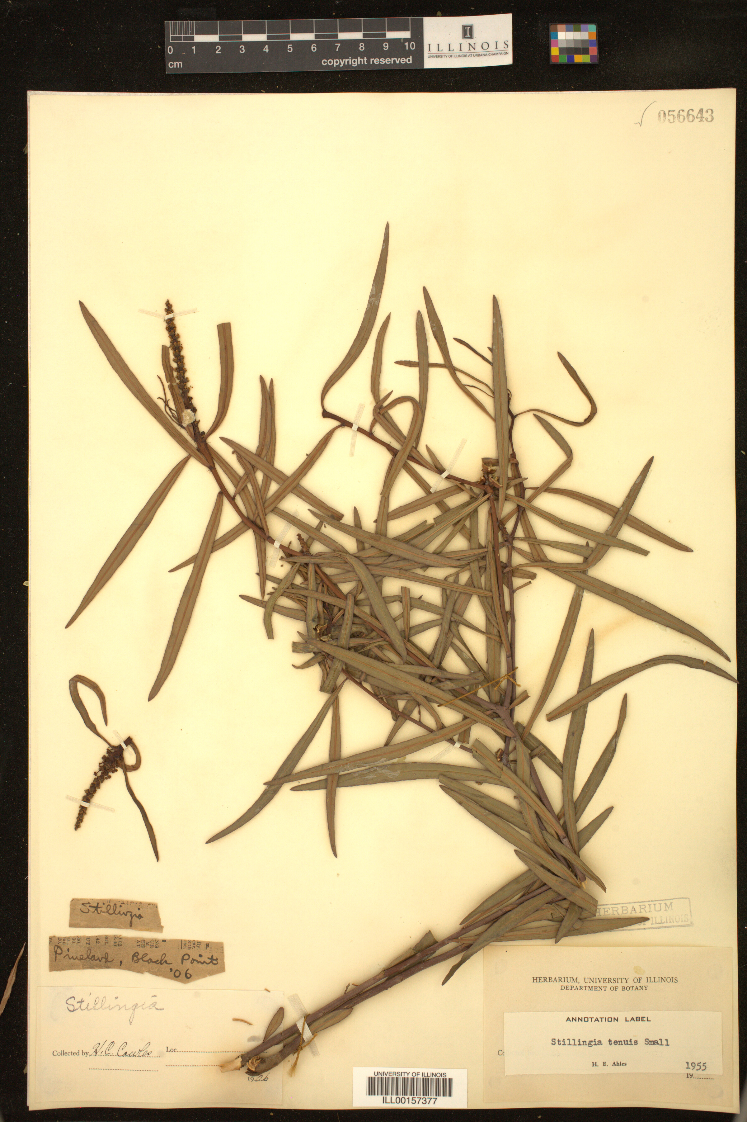 Stillingia sylvatica image