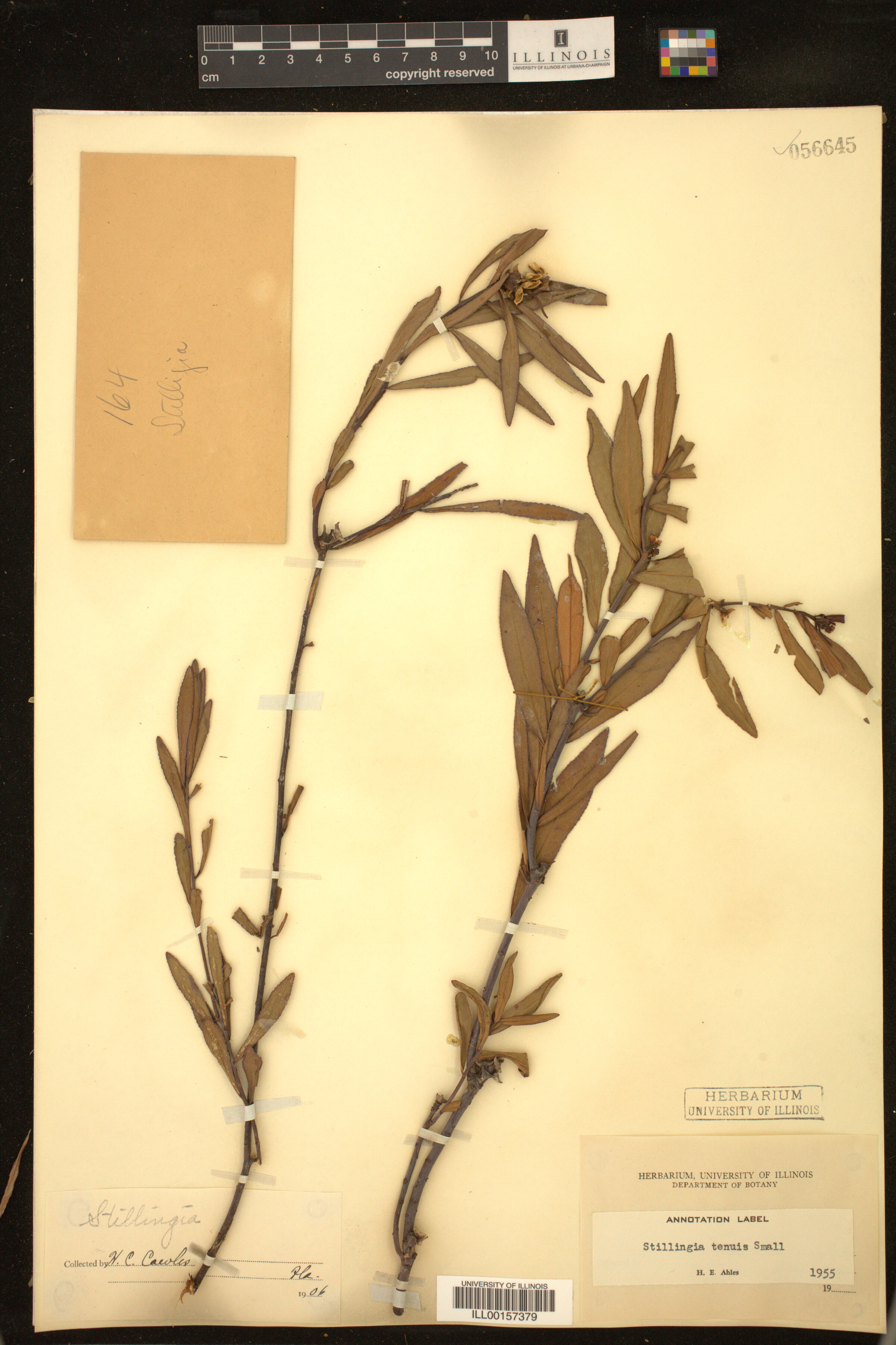 Stillingia sylvatica image