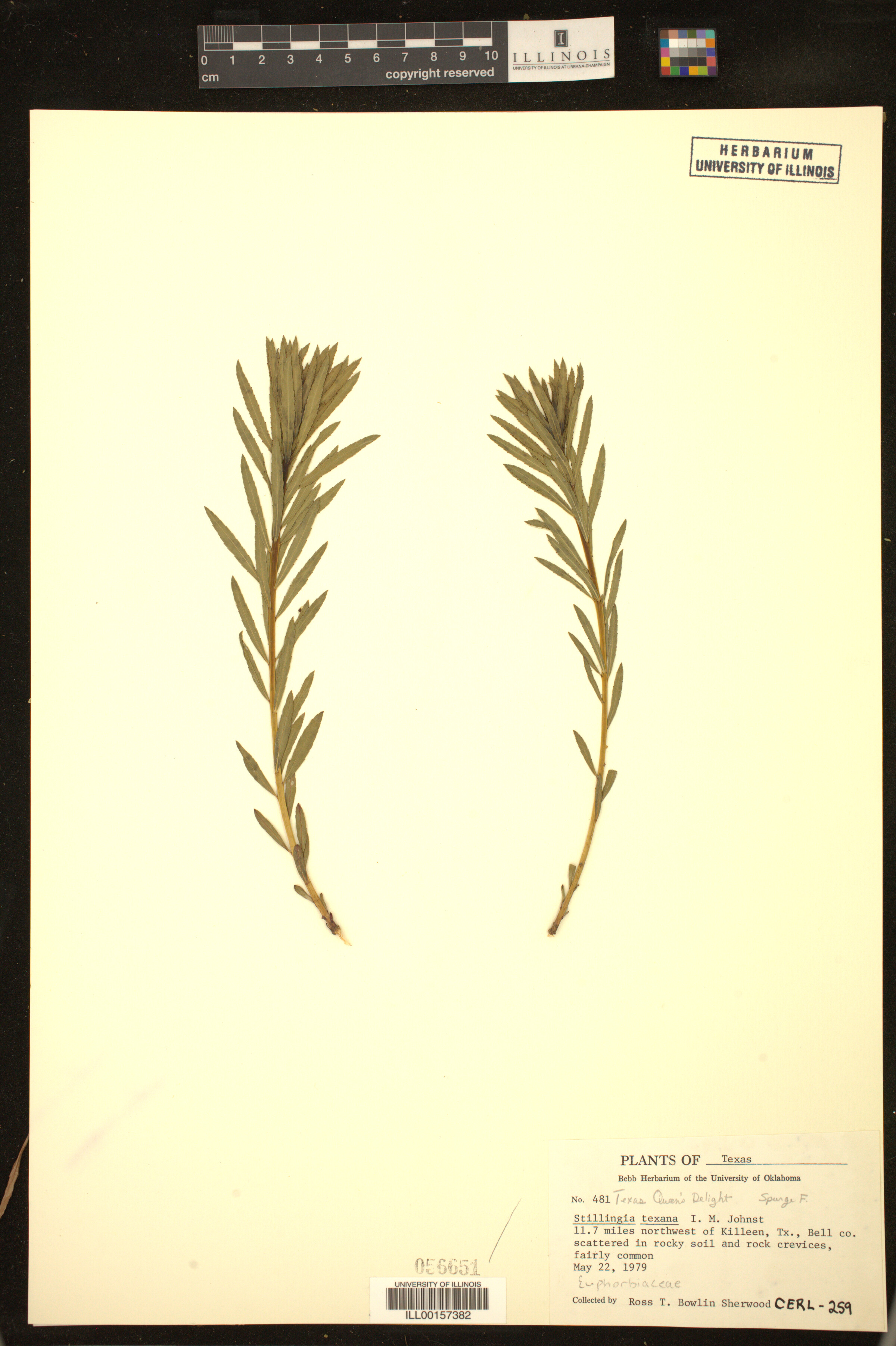 Stillingia texana image