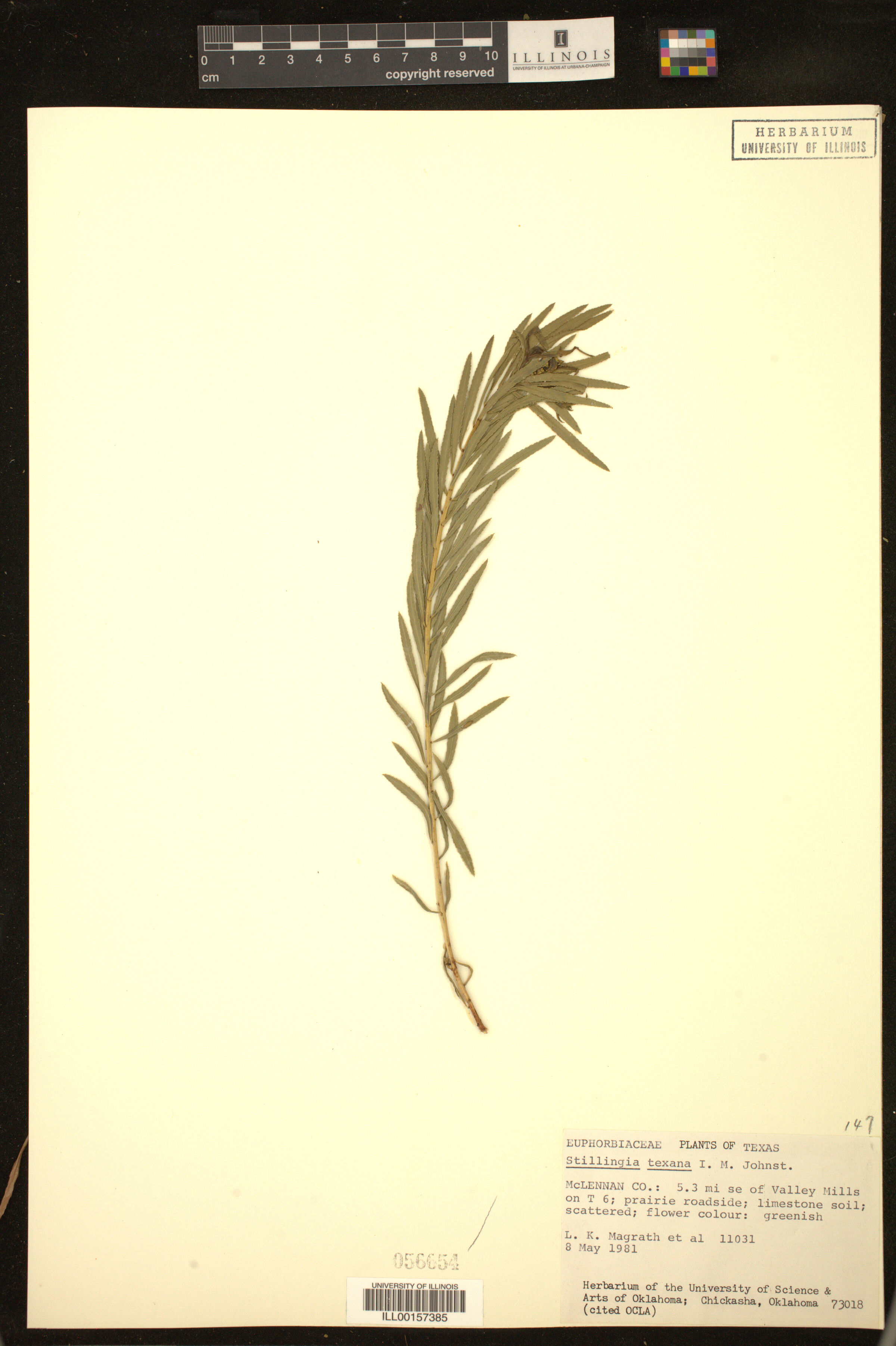 Stillingia texana image