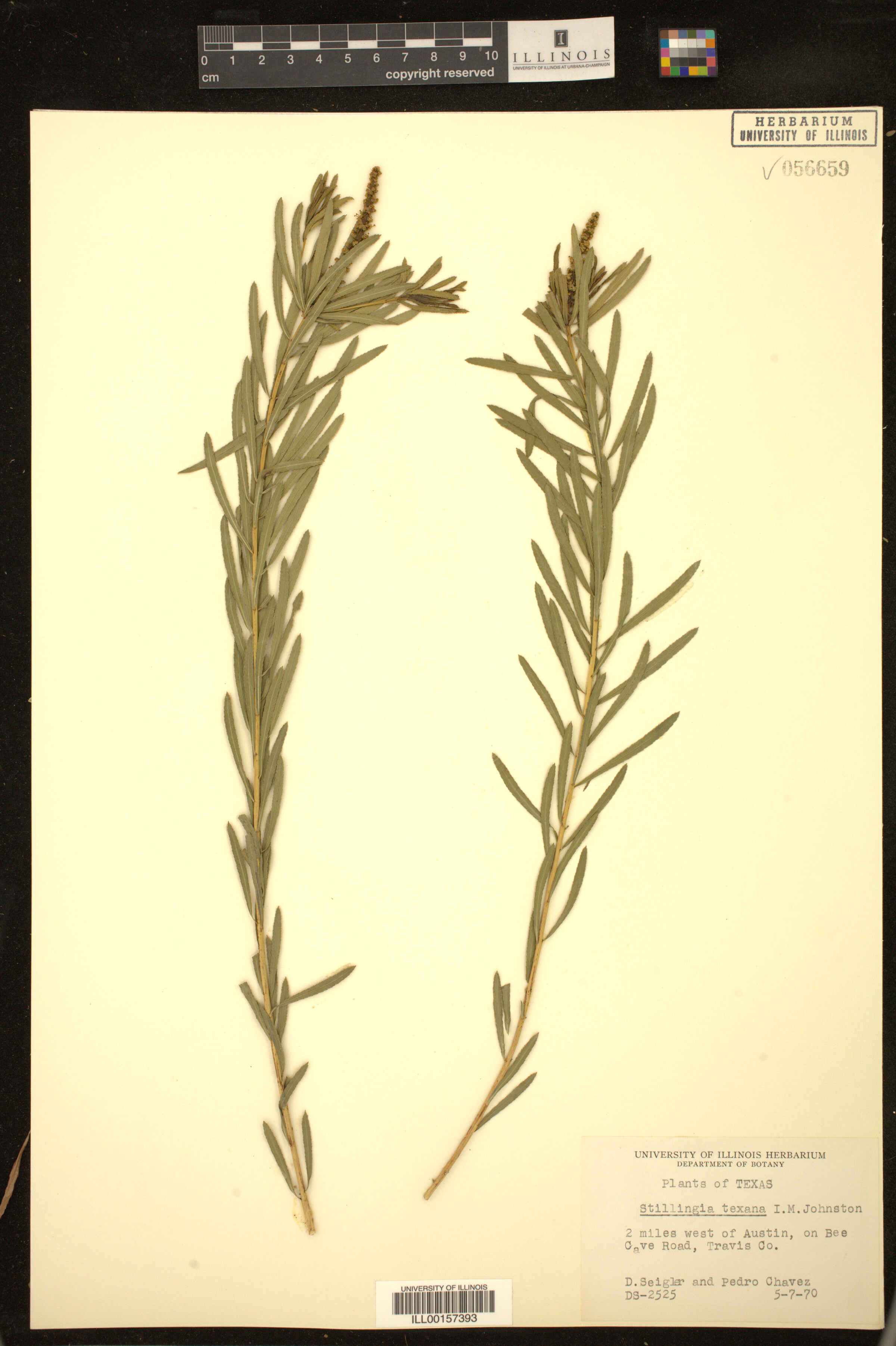 Stillingia texana image