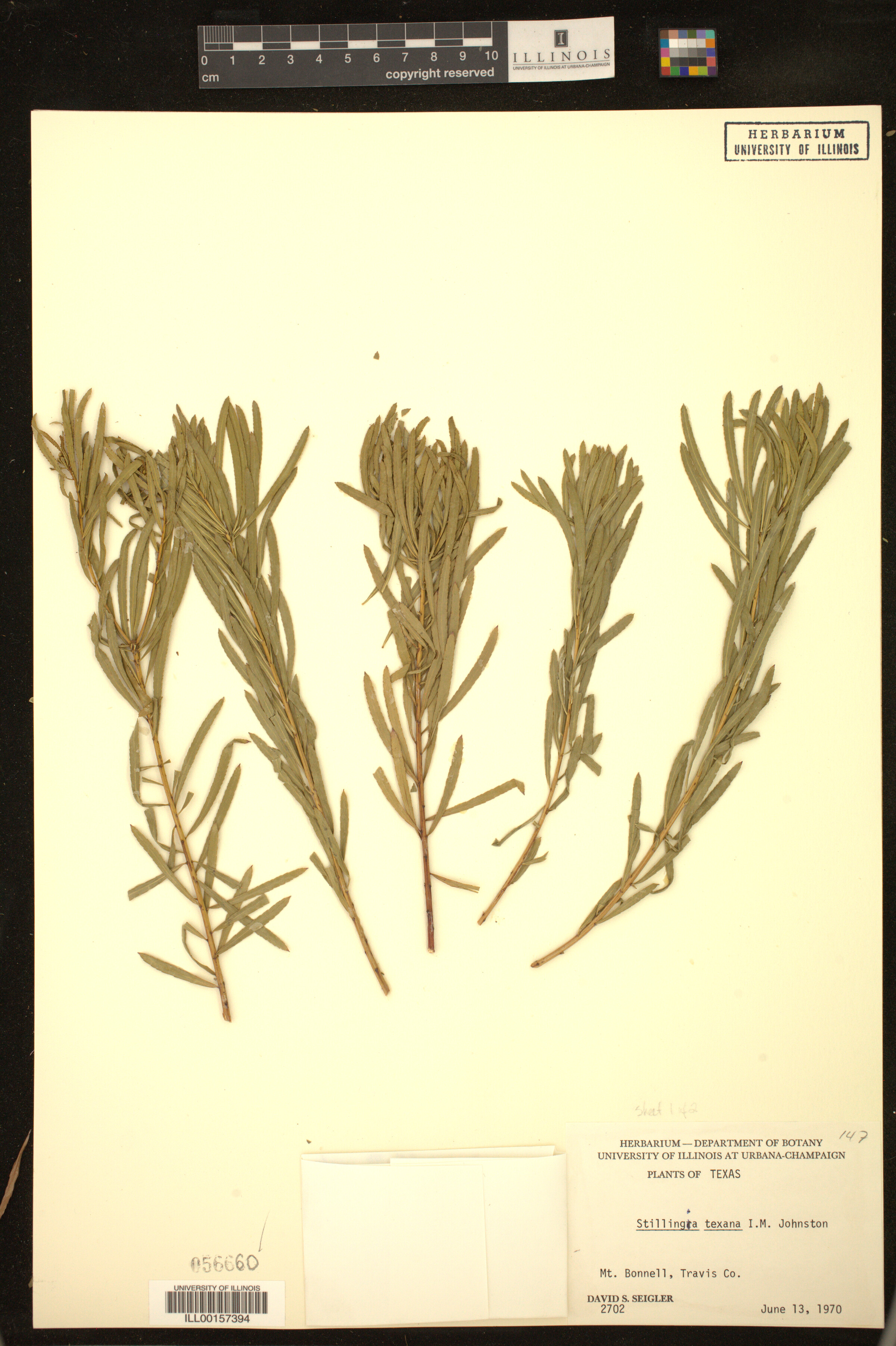 Stillingia texana image