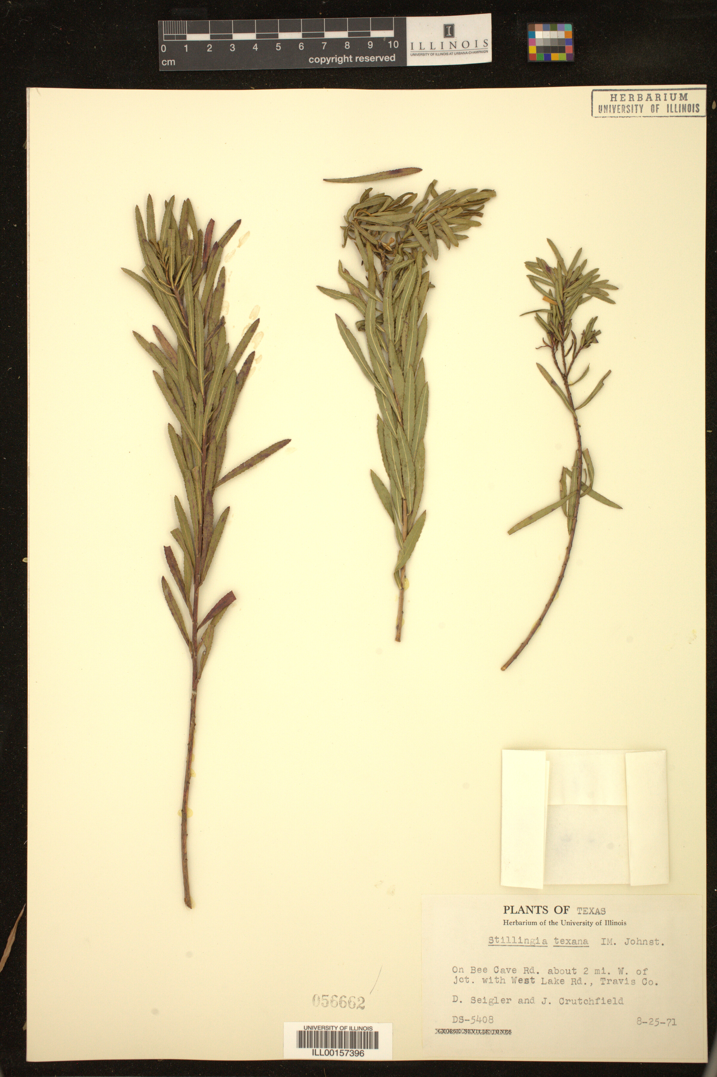 Stillingia texana image