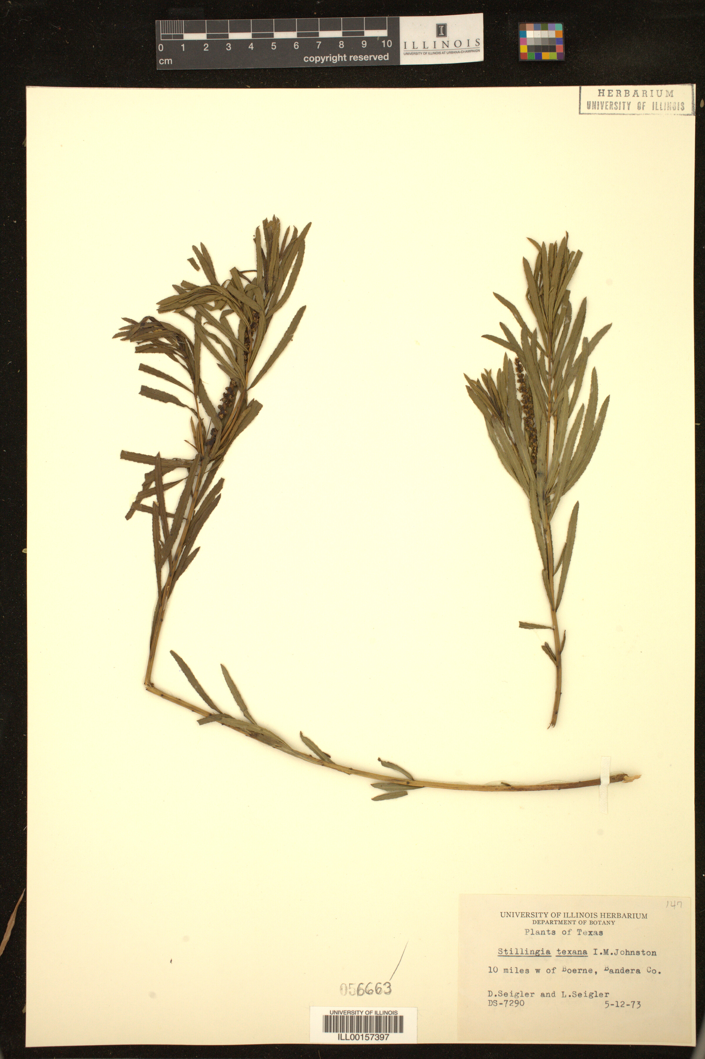 Stillingia texana image