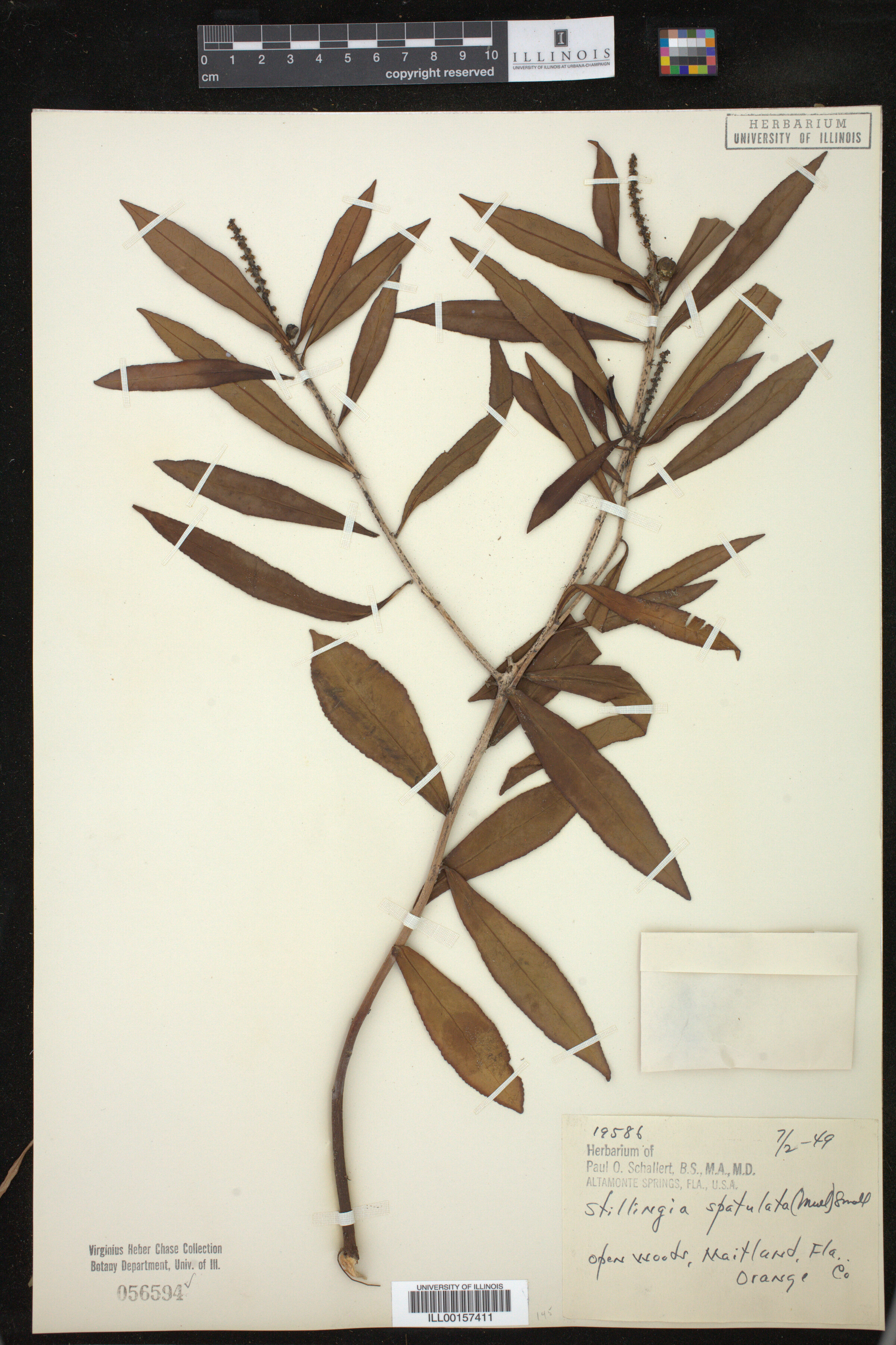 Stillingia sylvatica image
