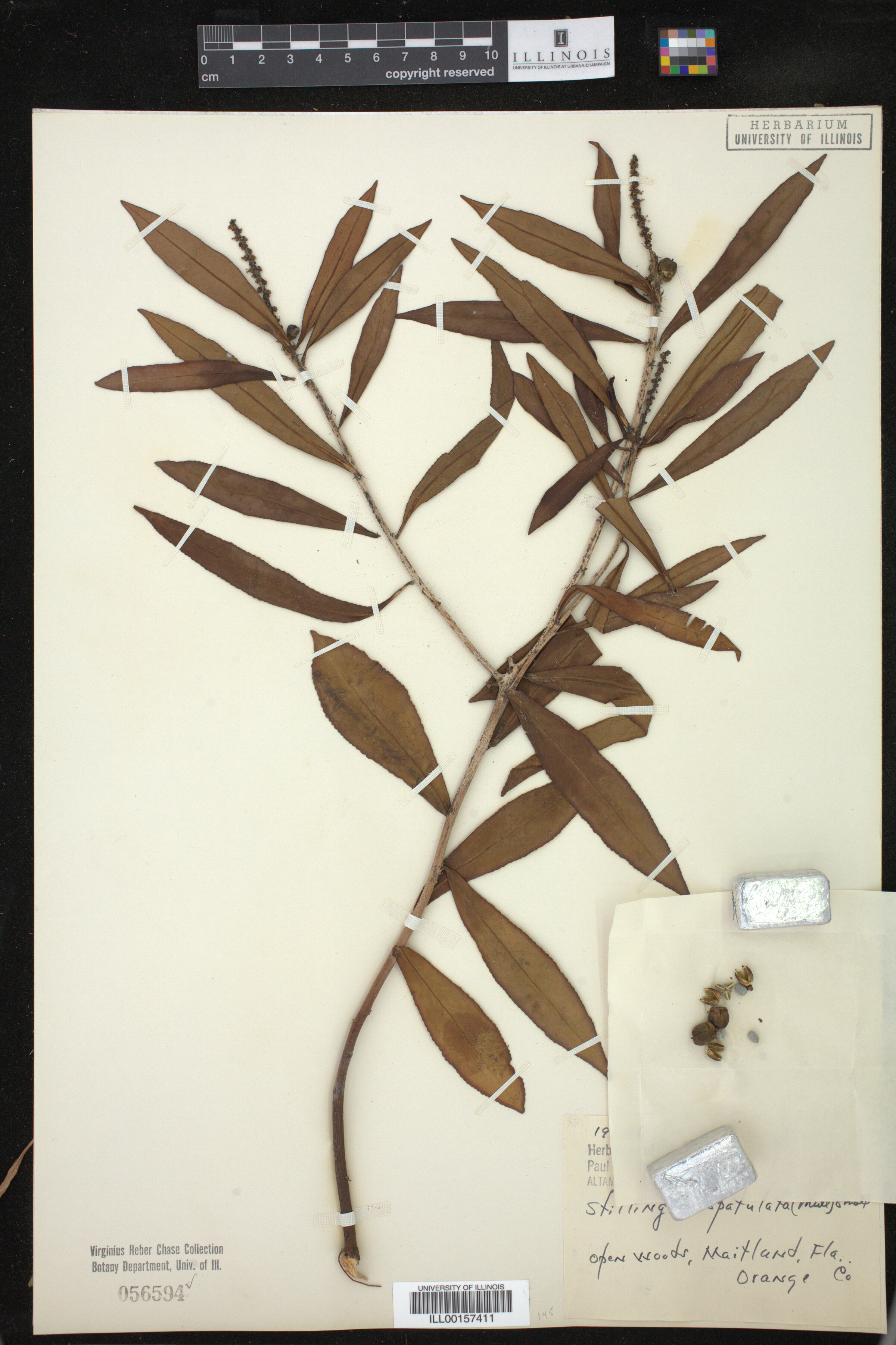 Stillingia sylvatica image