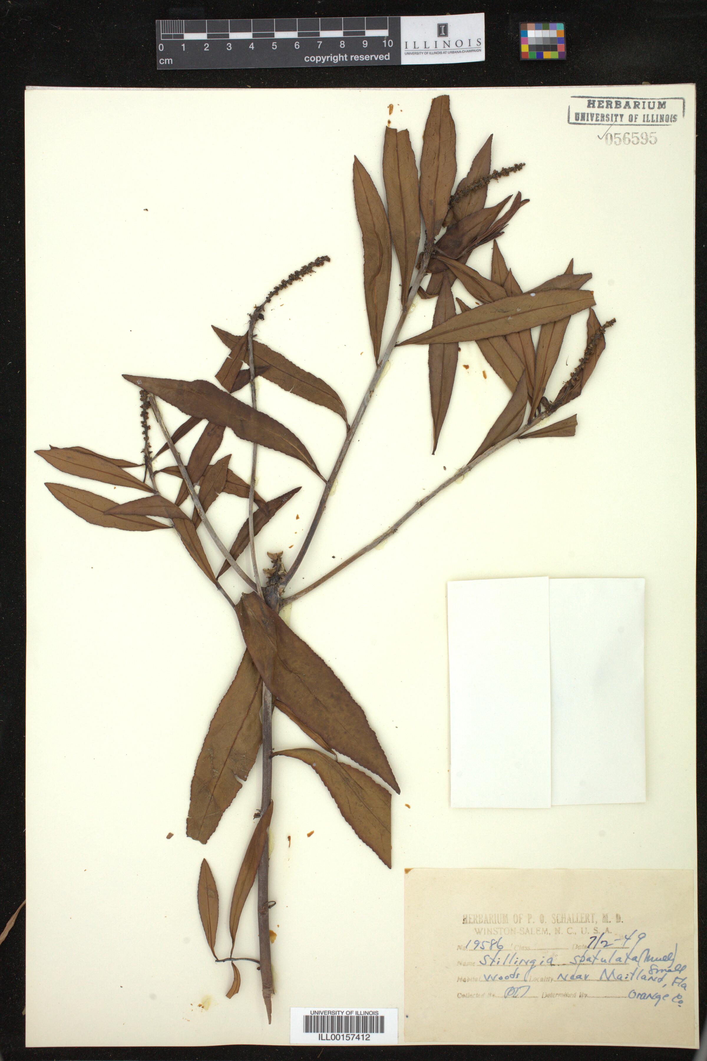 Stillingia sylvatica image