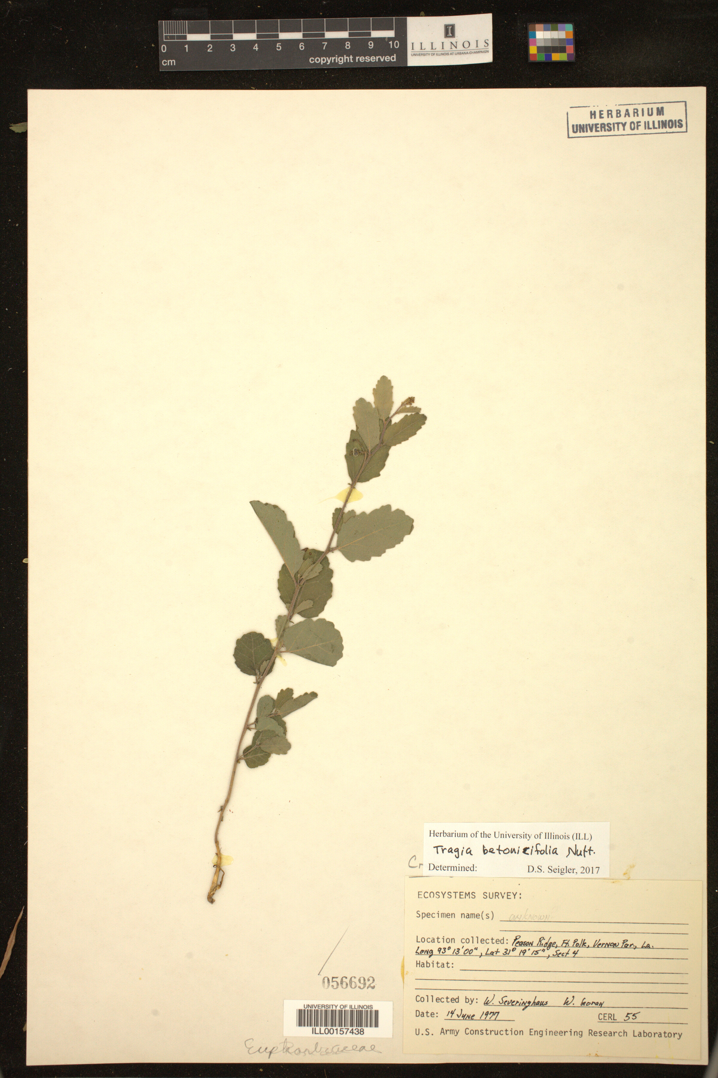 Tragia betonicifolia image