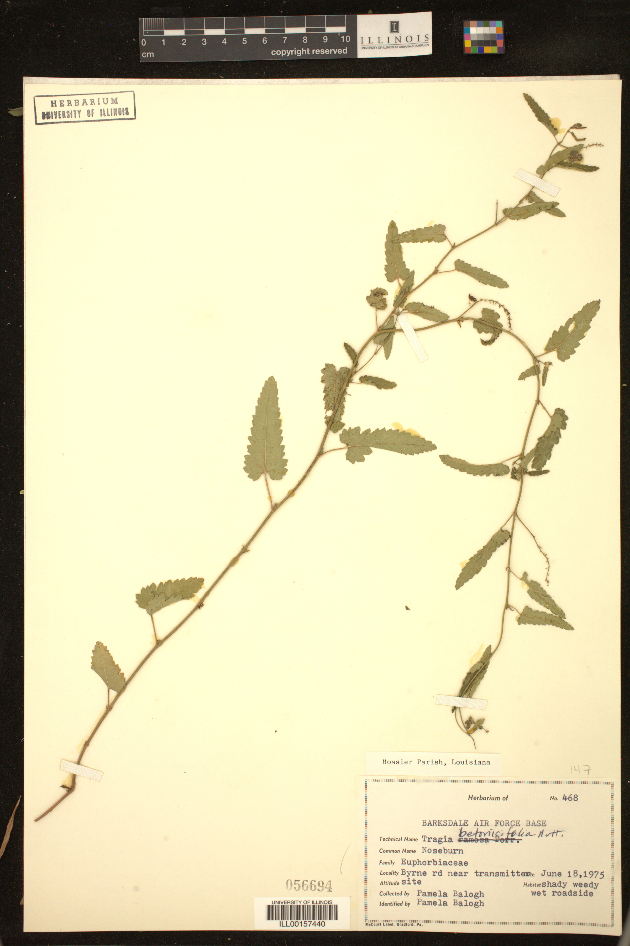 Tragia betonicifolia image