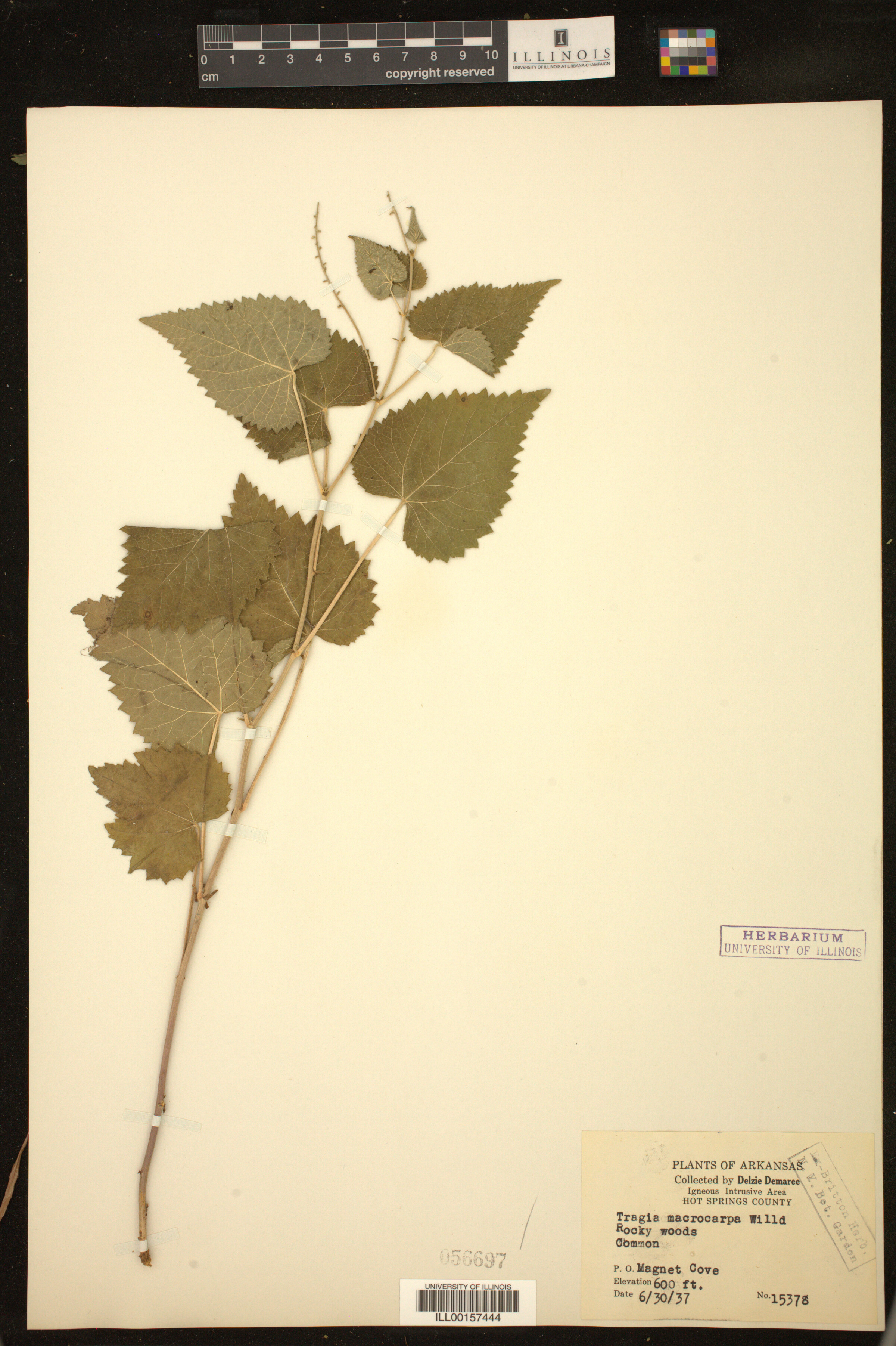 Tragia cordata image