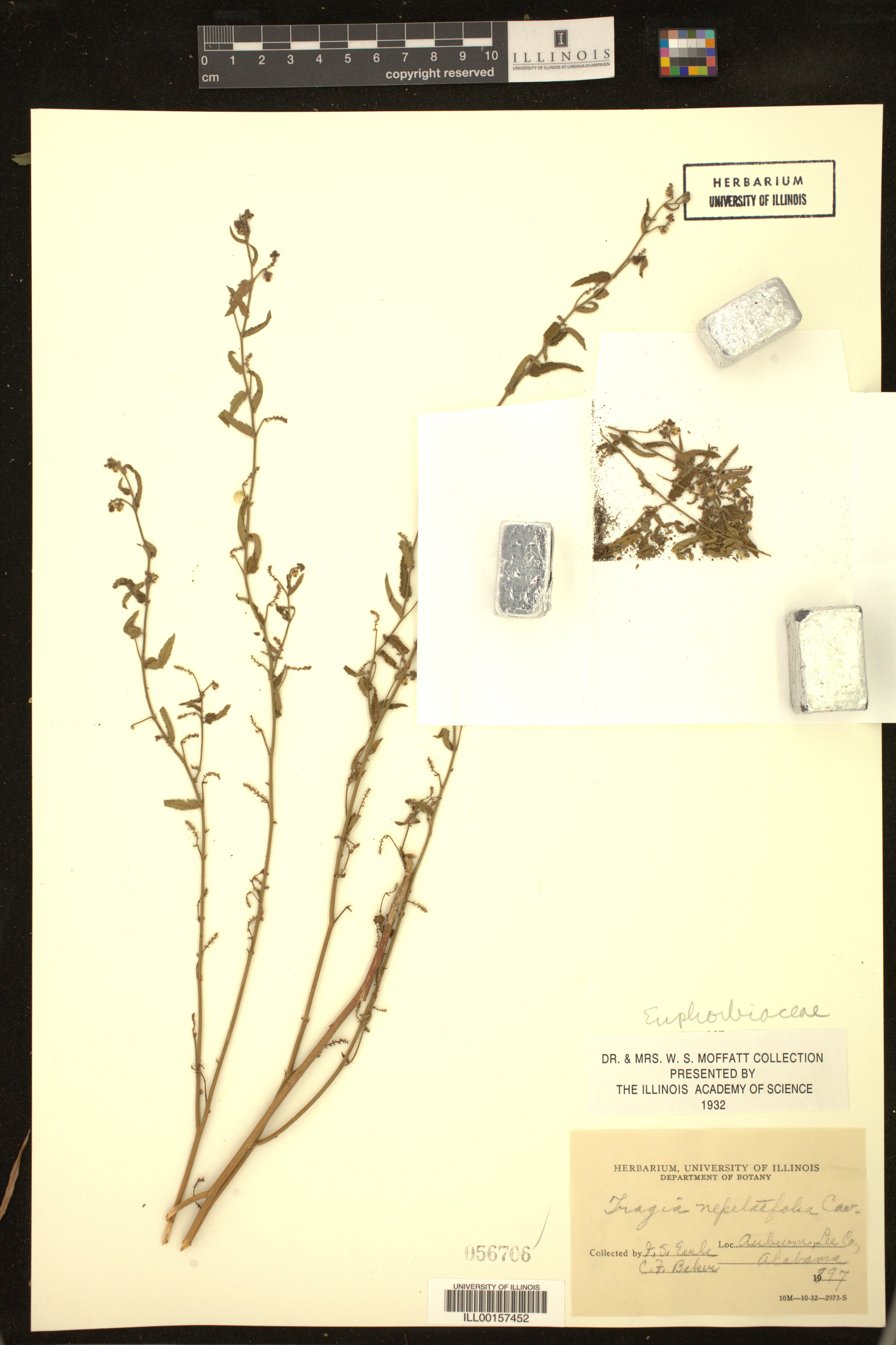 Tragia nepetifolia image