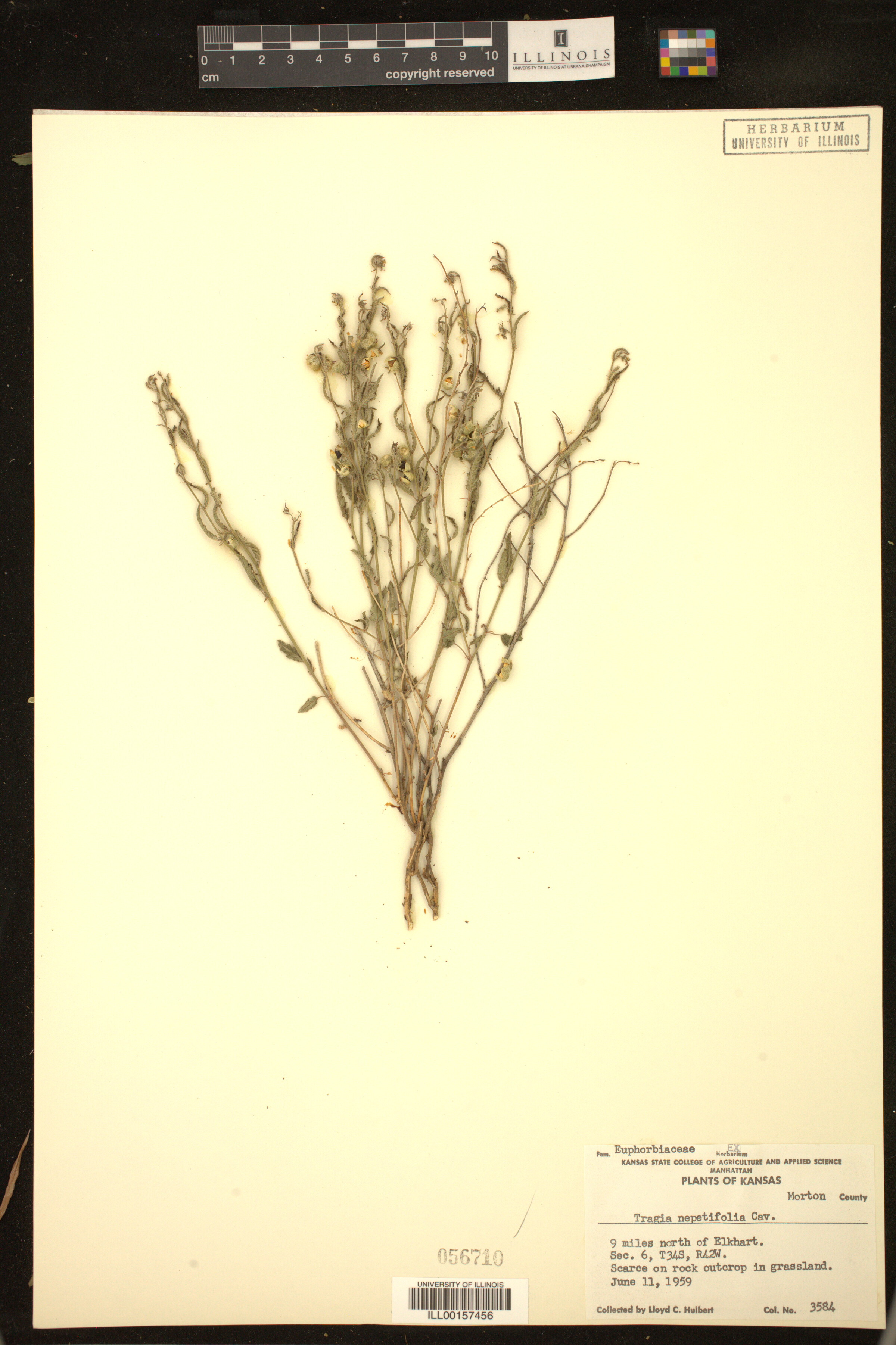 Tragia nepetifolia image
