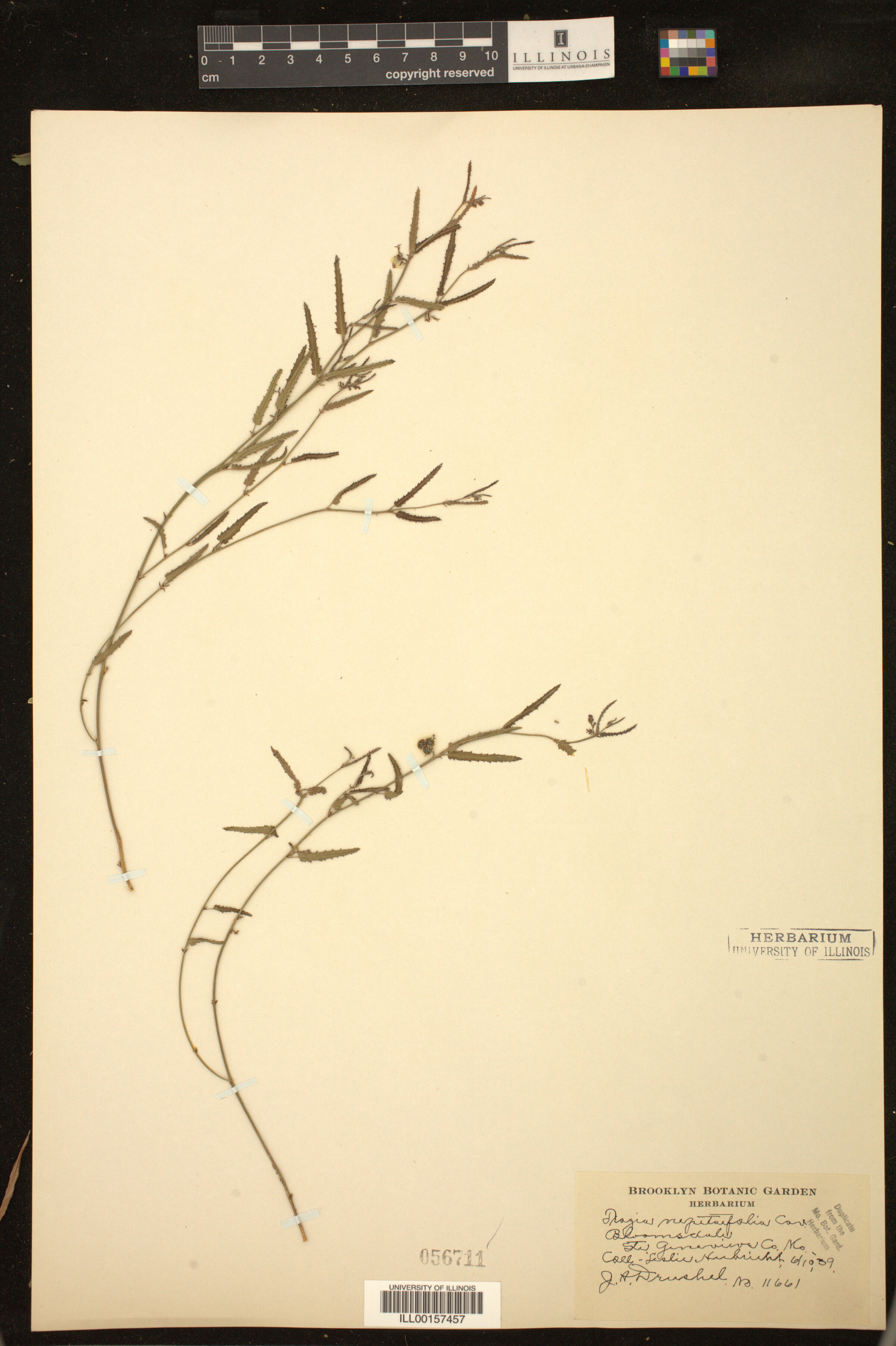 Tragia nepetifolia image