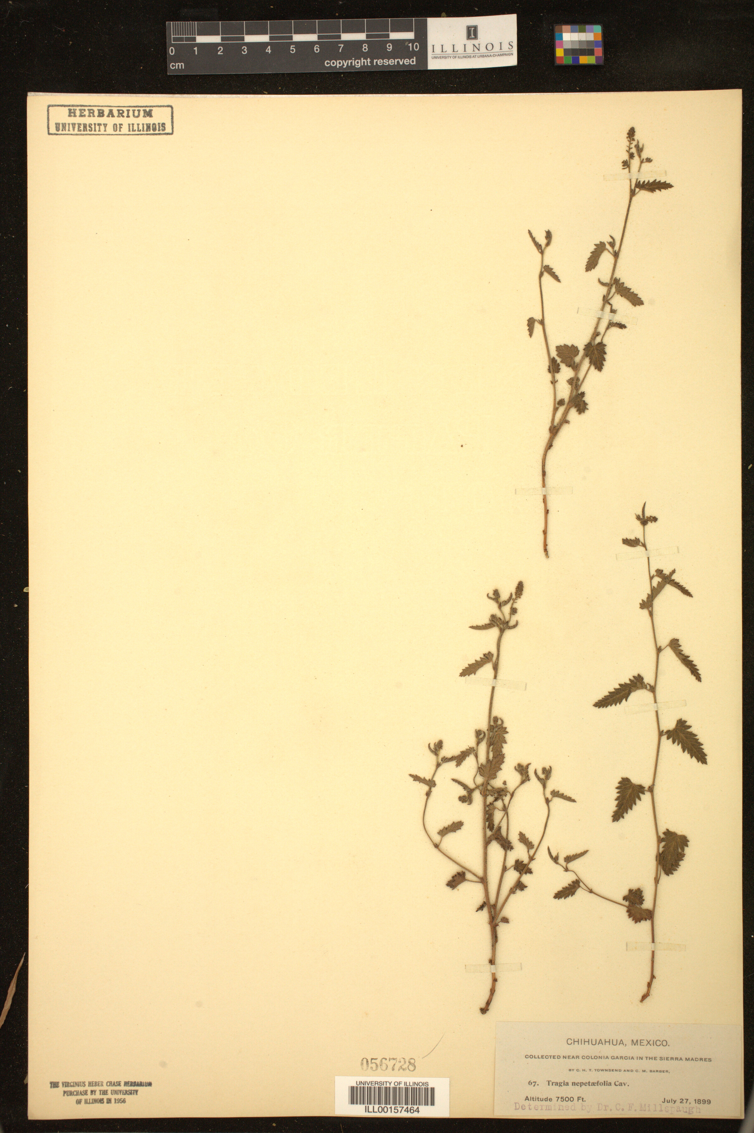 Tragia nepetifolia image