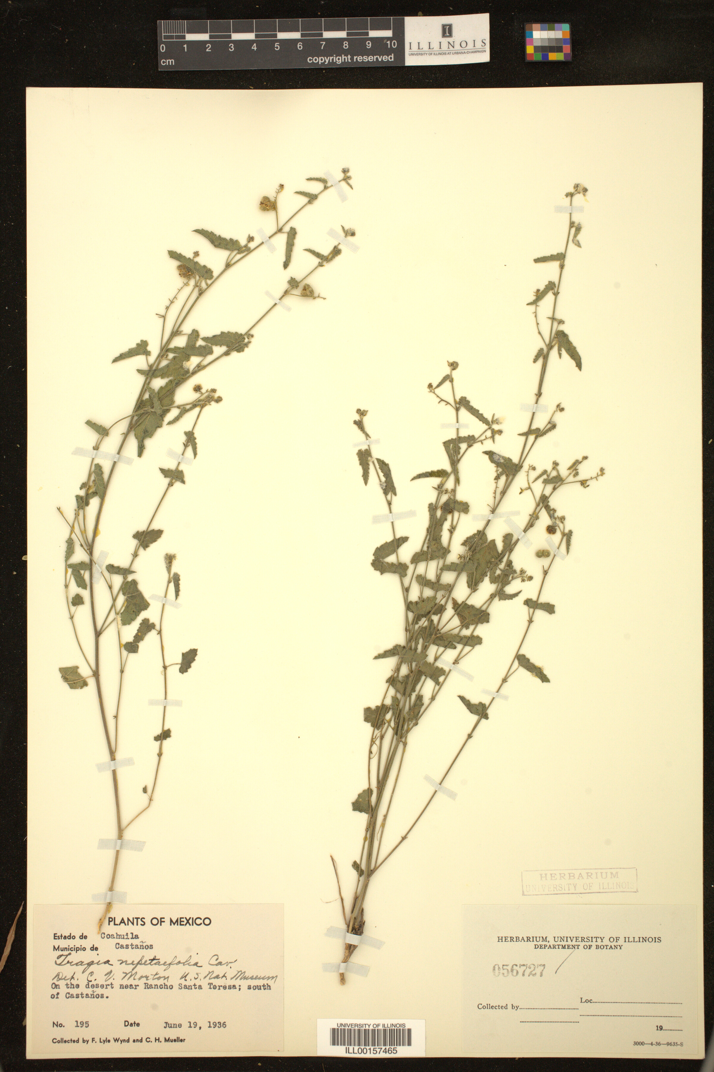 Tragia nepetifolia image