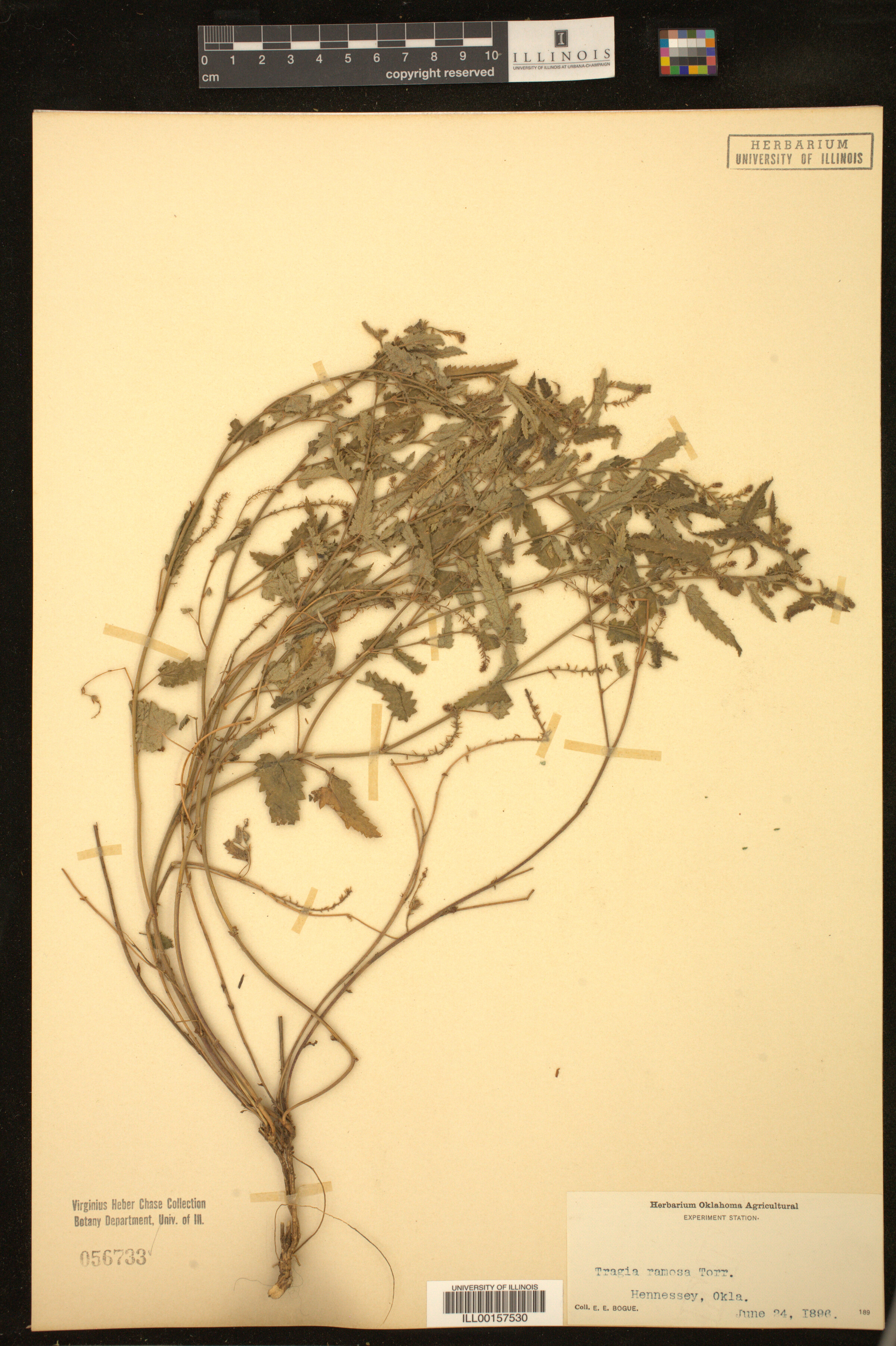 Tragia ramosa image