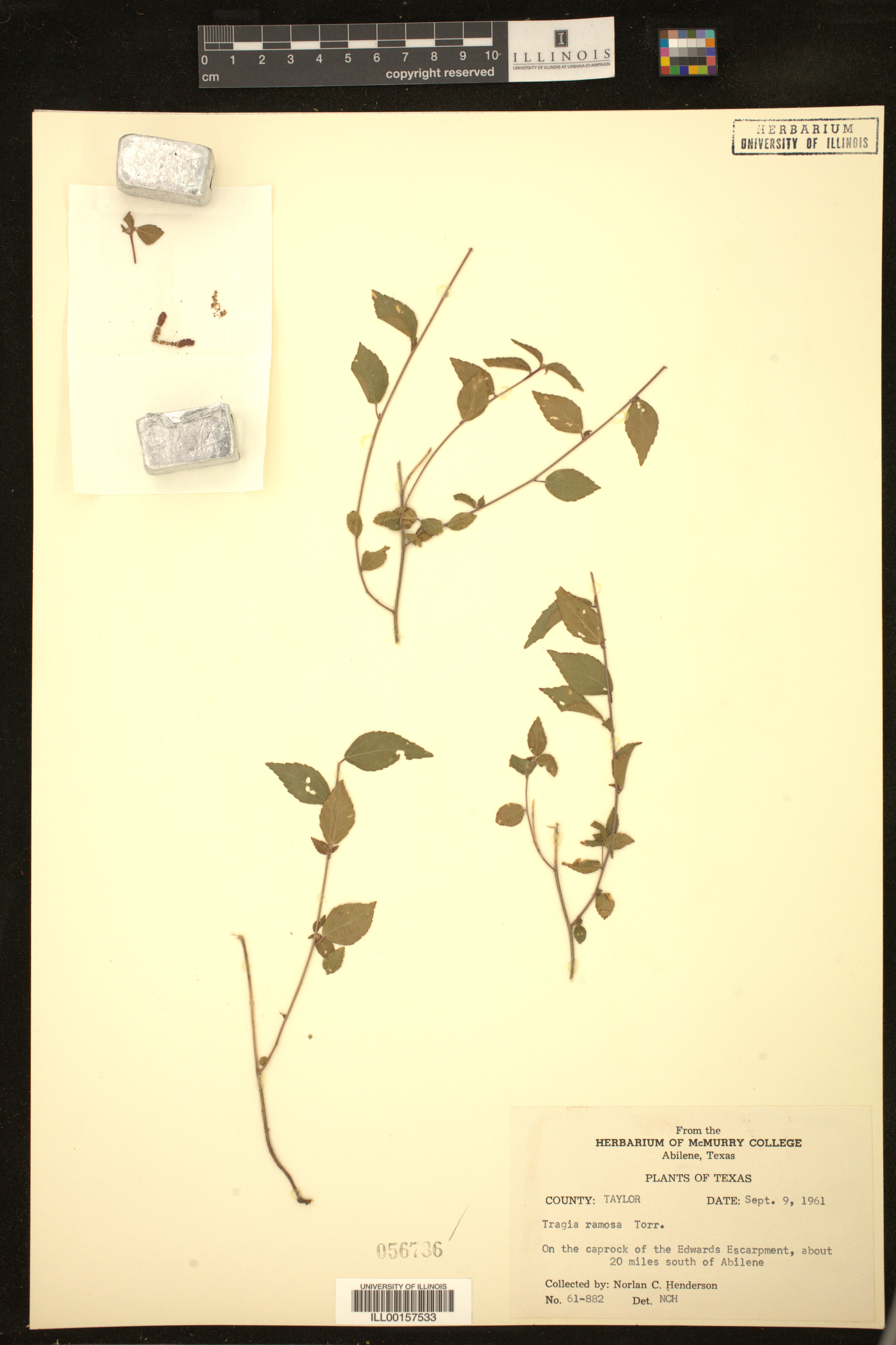 Tragia ramosa image
