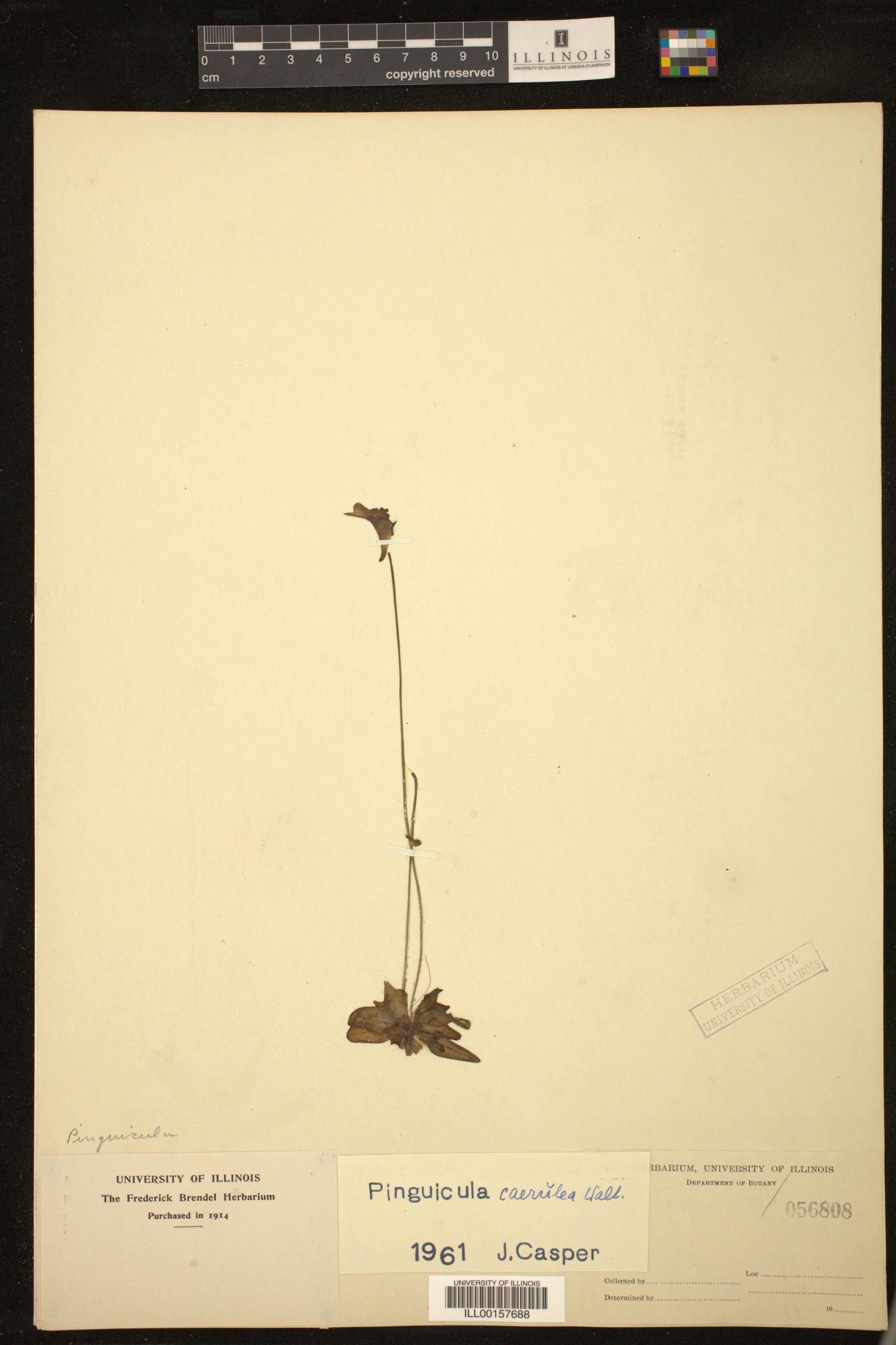 Pinguicula caerulea image