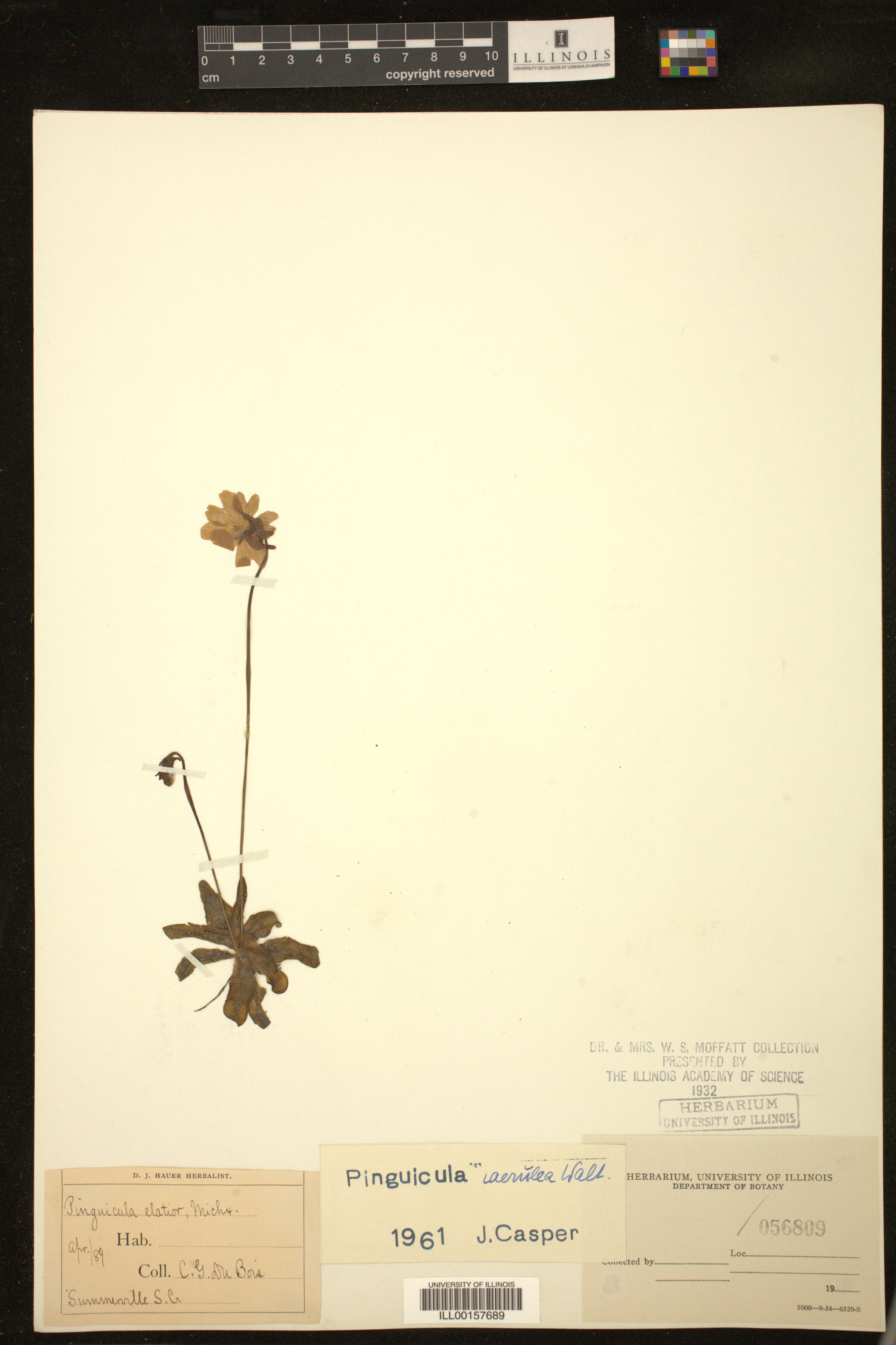 Pinguicula caerulea image