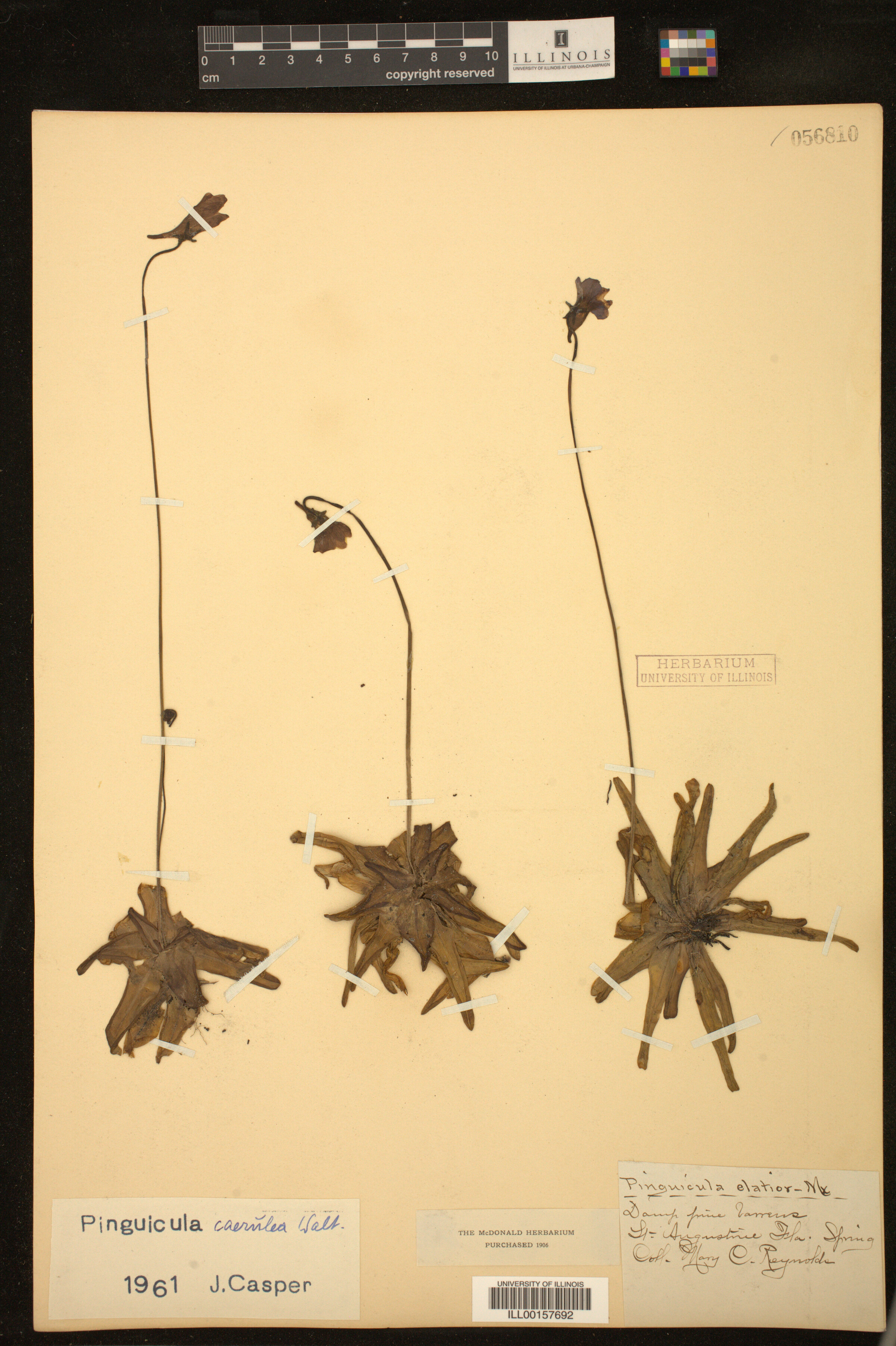 Pinguicula caerulea image