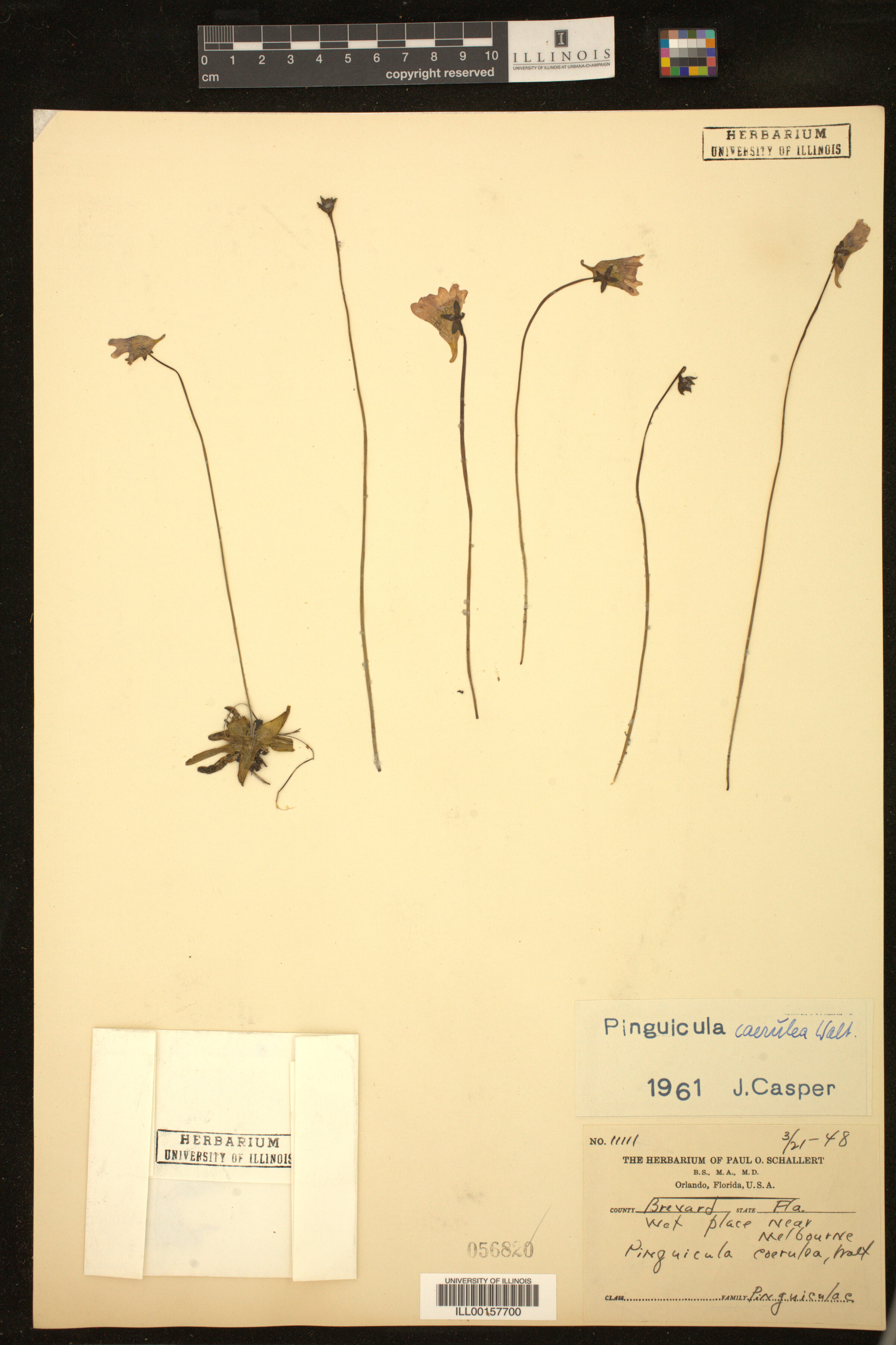 Pinguicula caerulea image