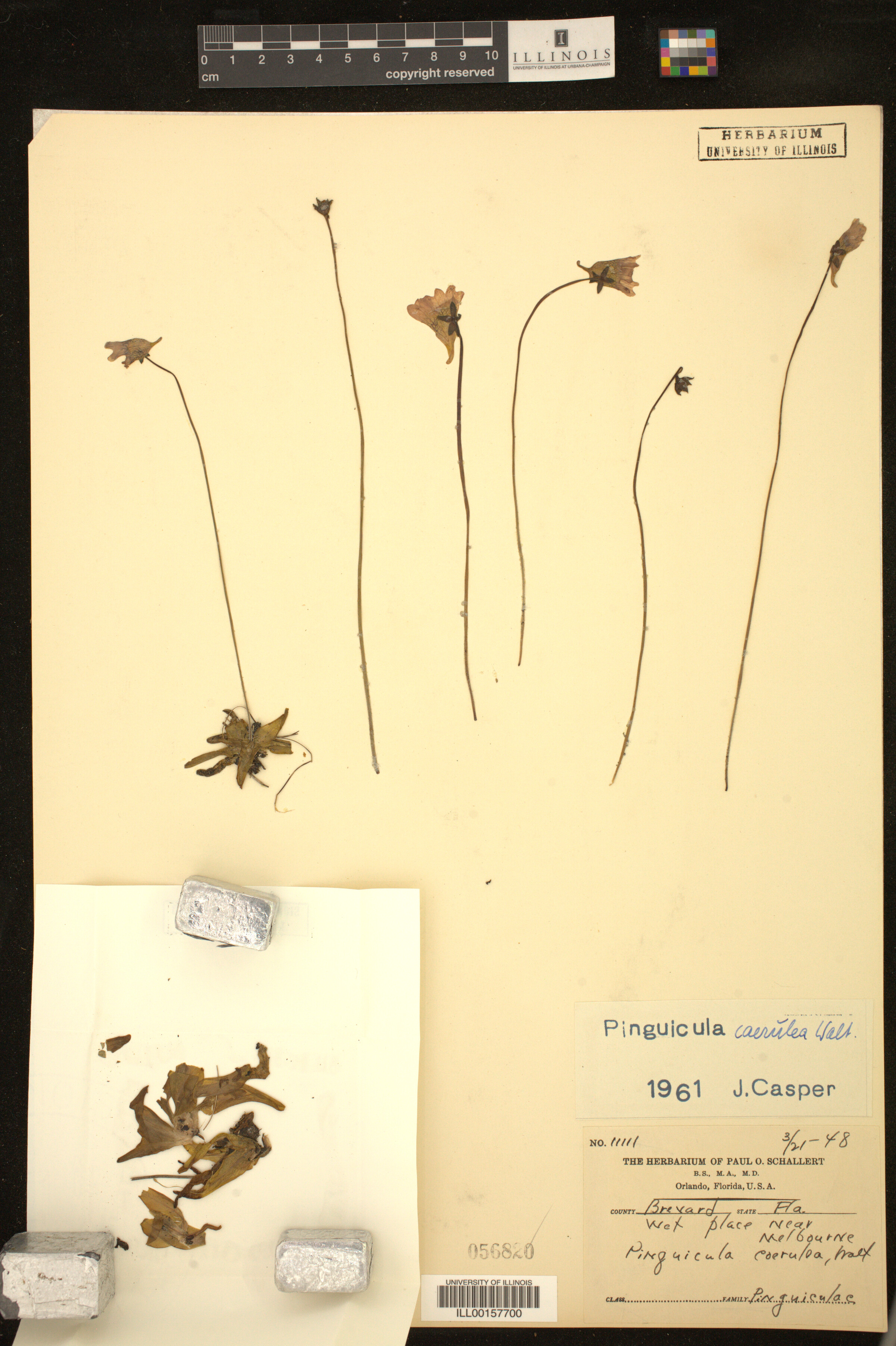 Pinguicula caerulea image