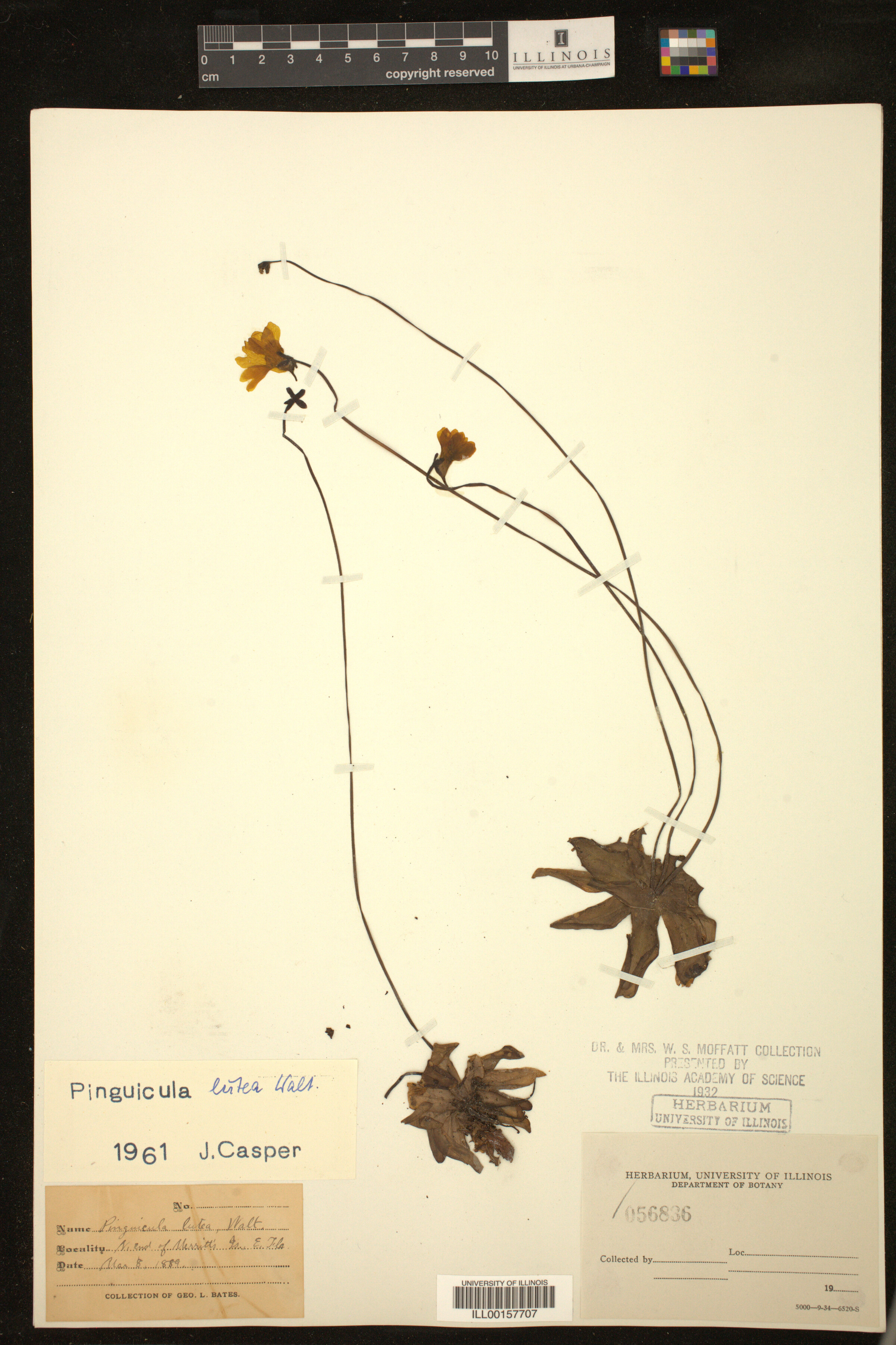 Pinguicula lutea image