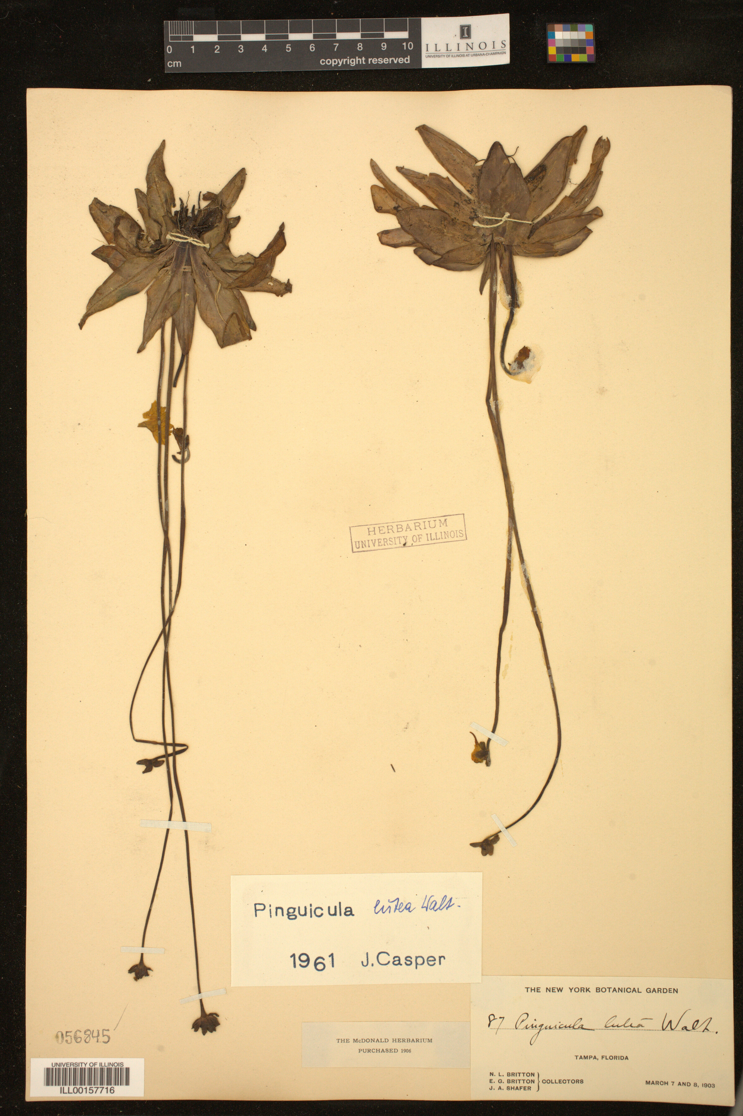 Pinguicula lutea image