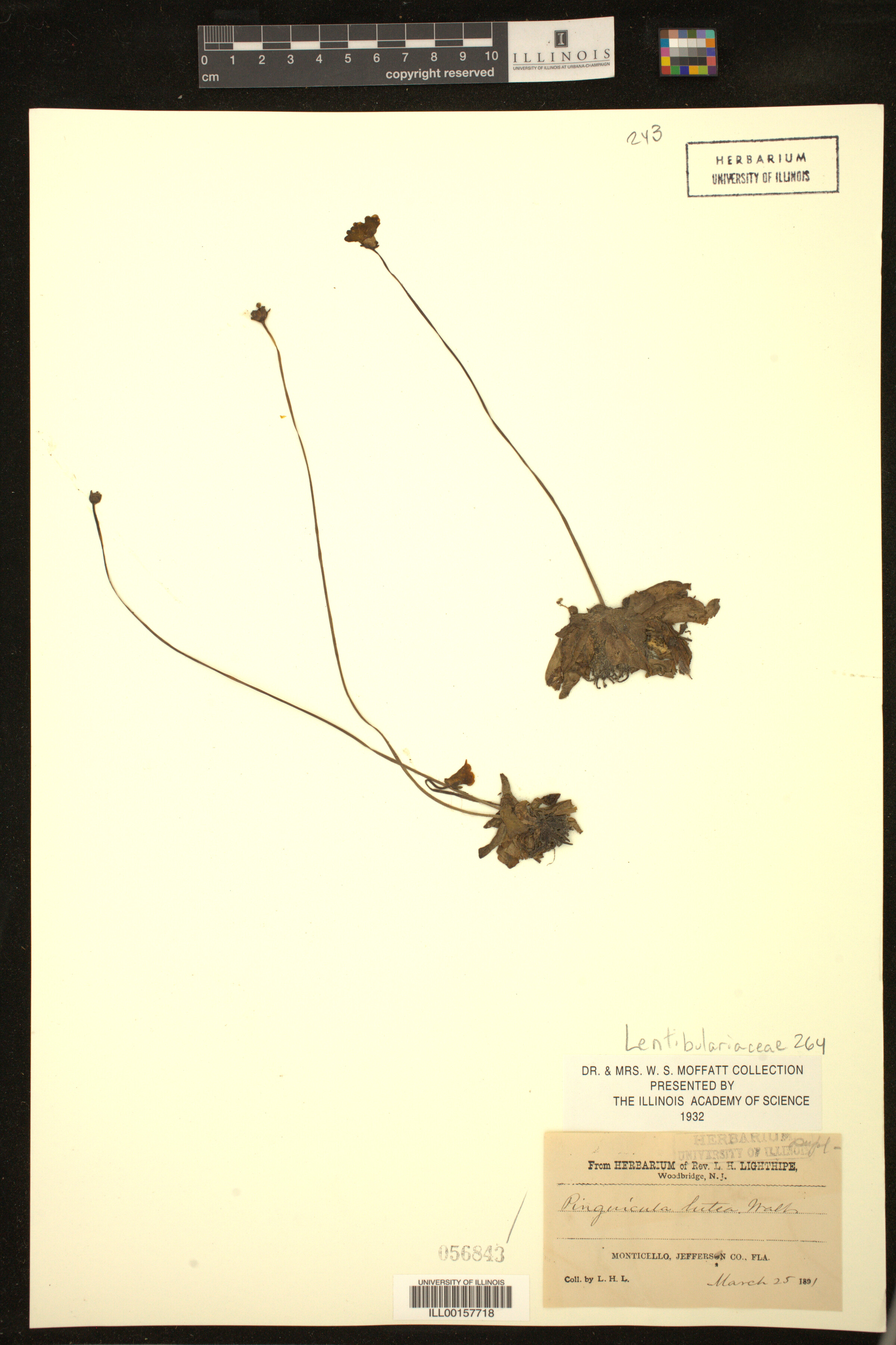 Pinguicula lutea image
