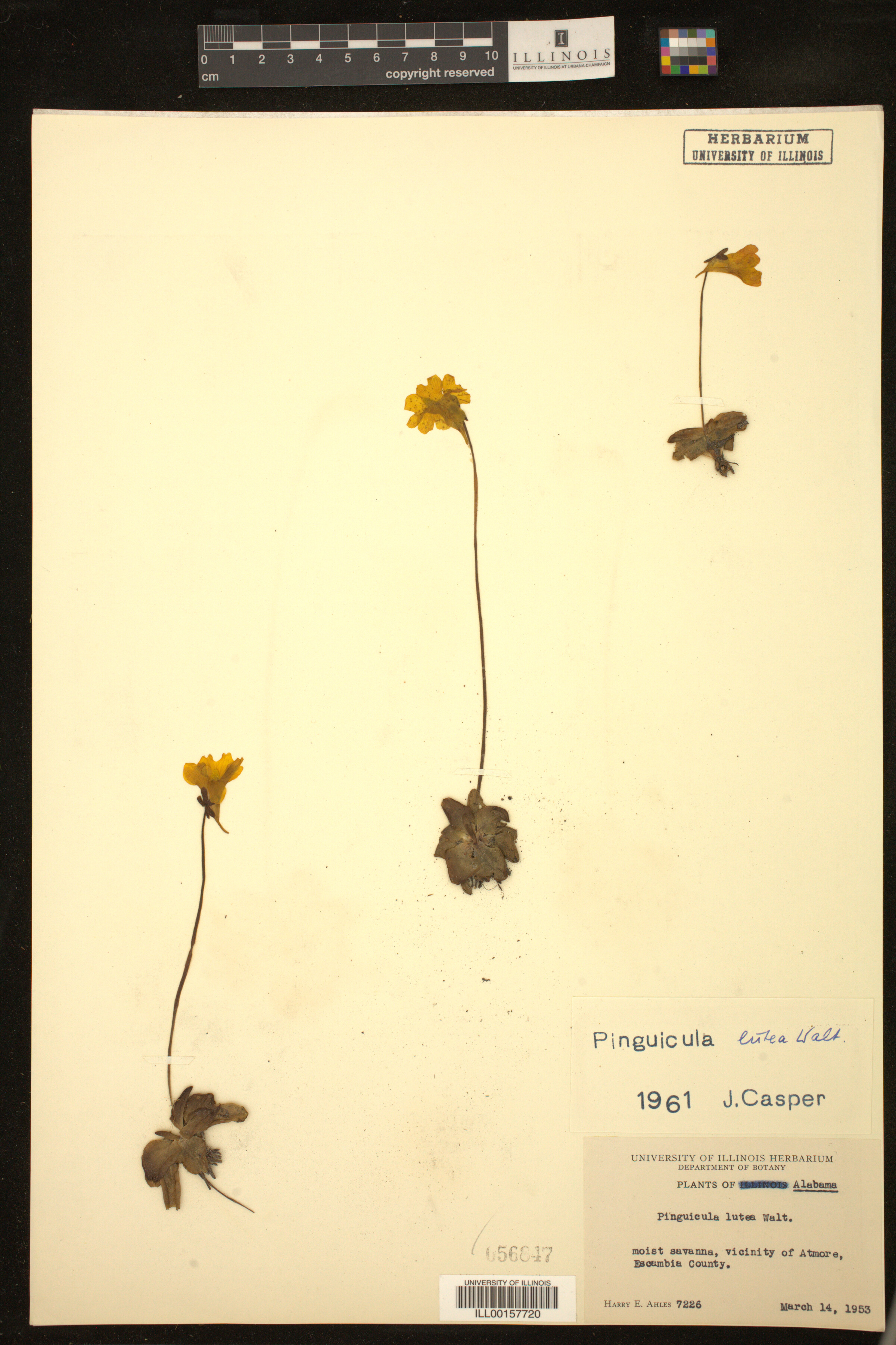 Pinguicula lutea image