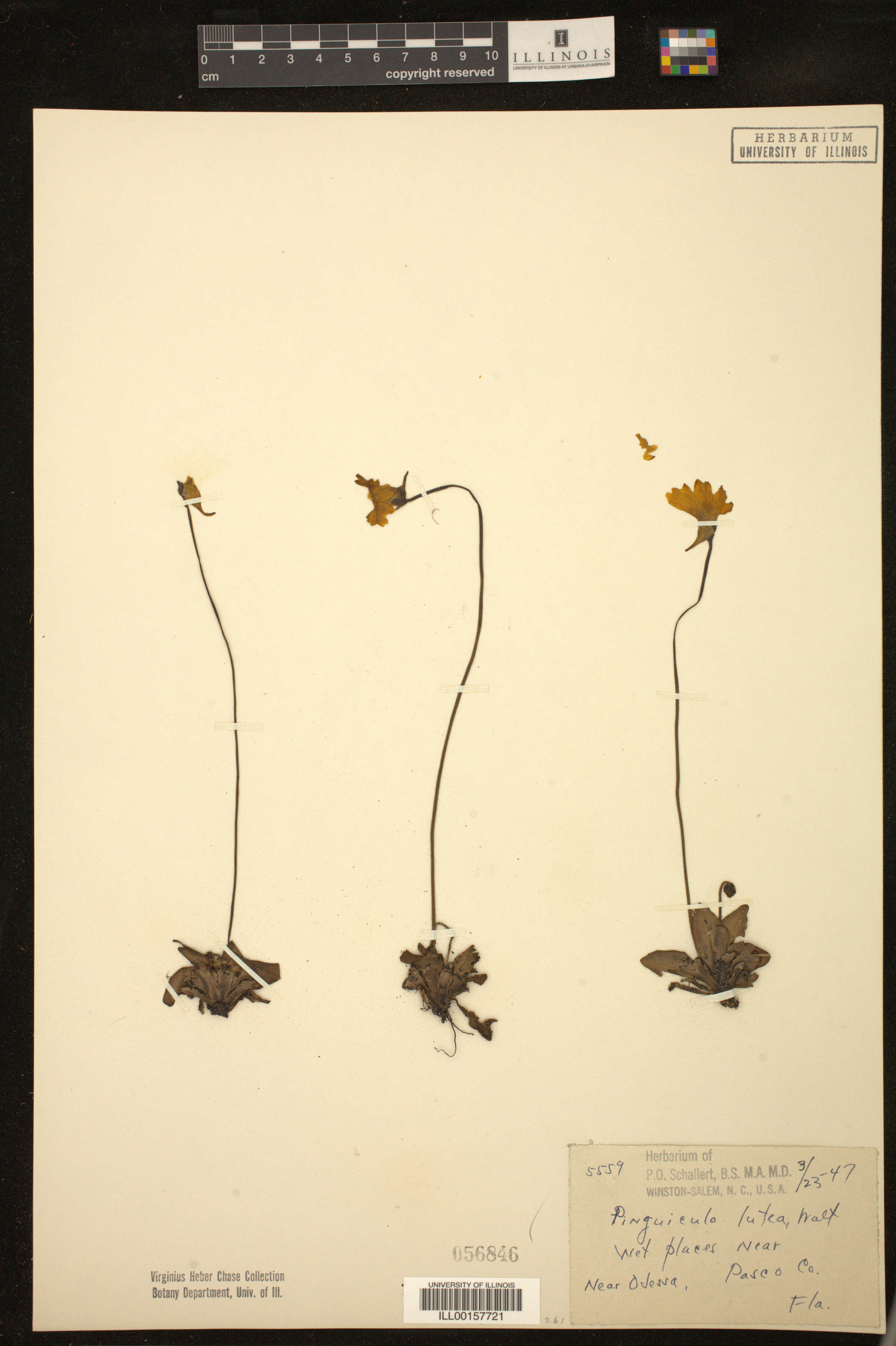 Lentibulariaceae image