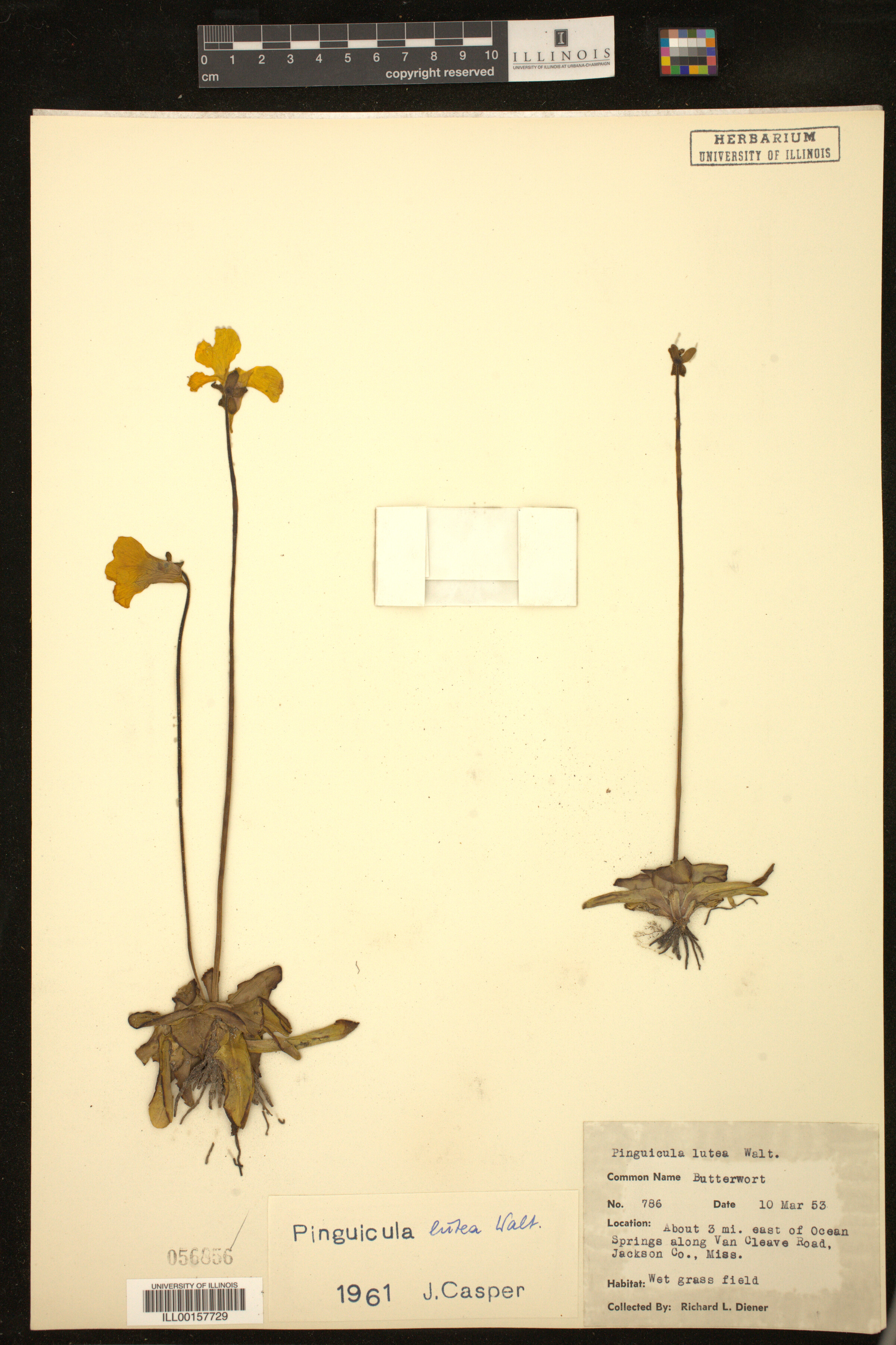 Pinguicula lutea image