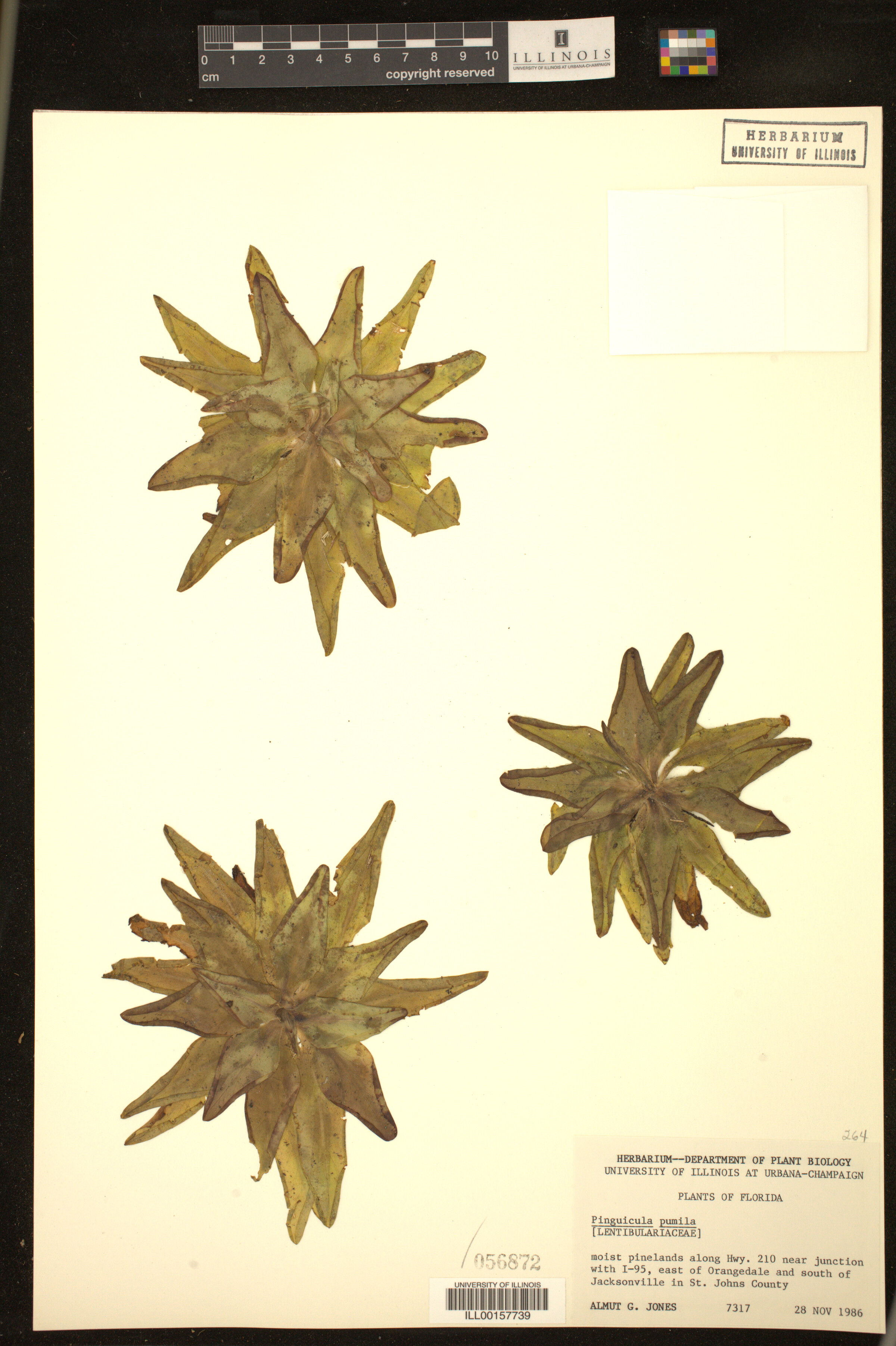 Pinguicula pumila image