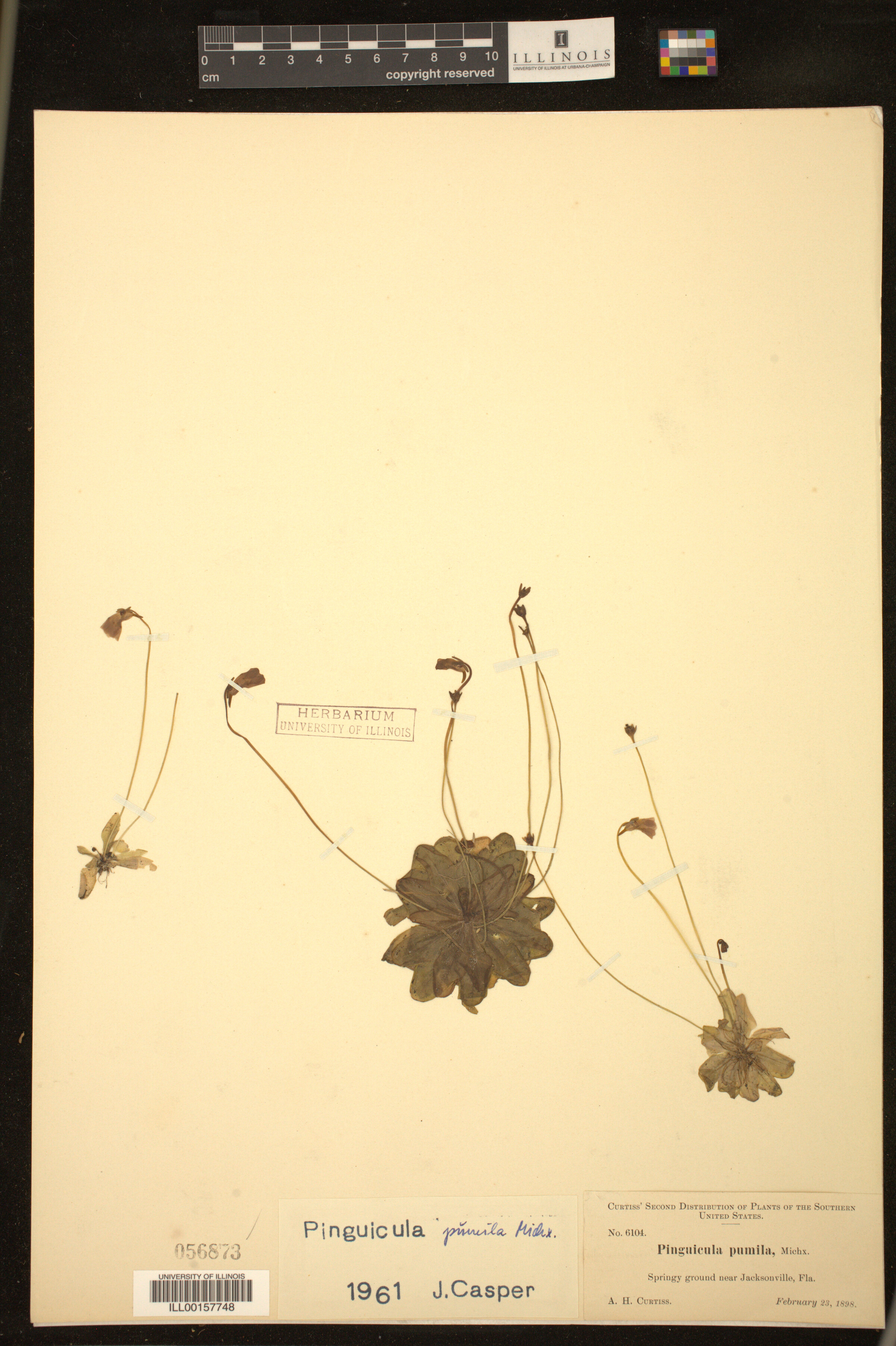 Pinguicula pumila image