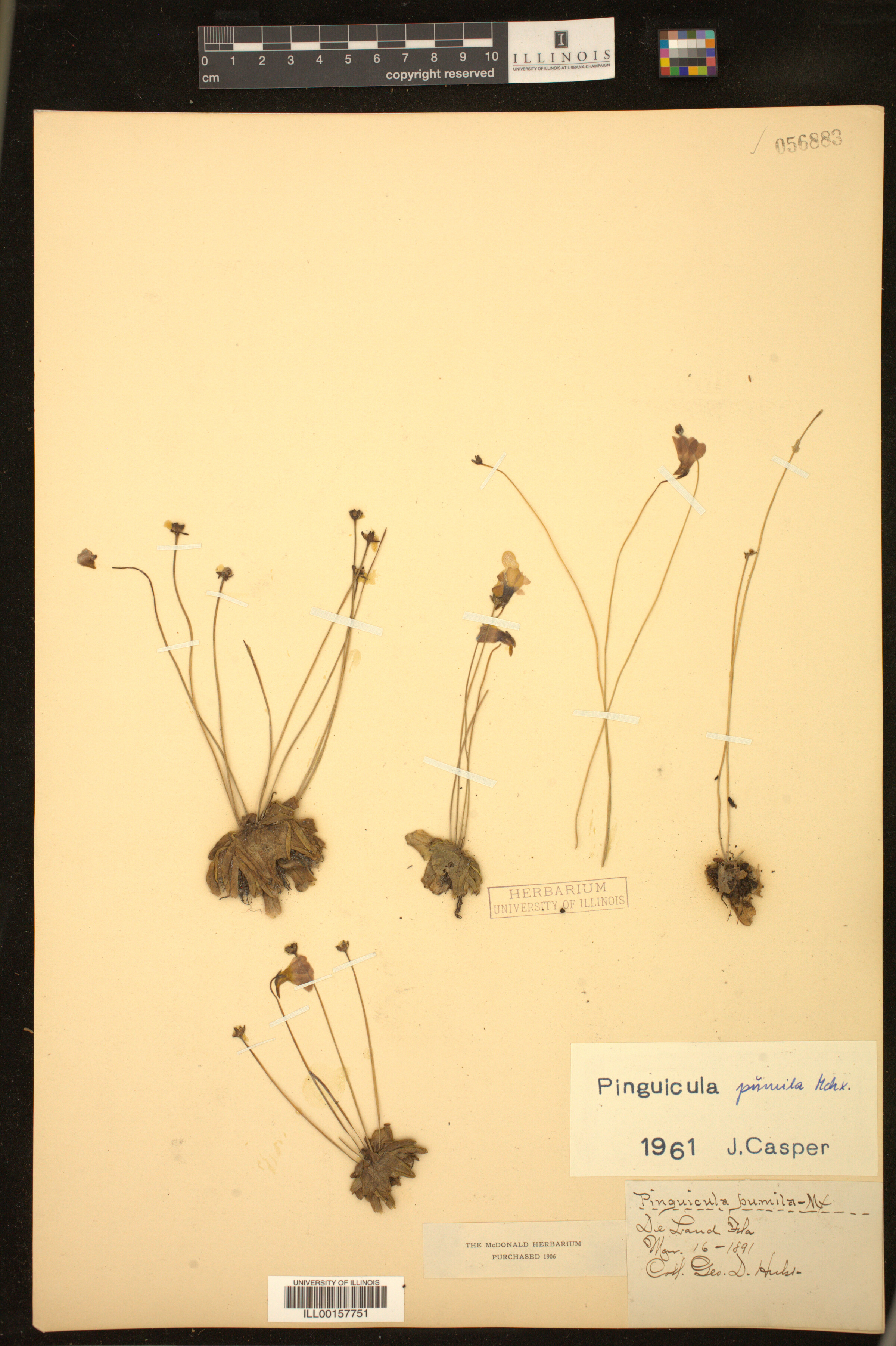 Pinguicula pumila image