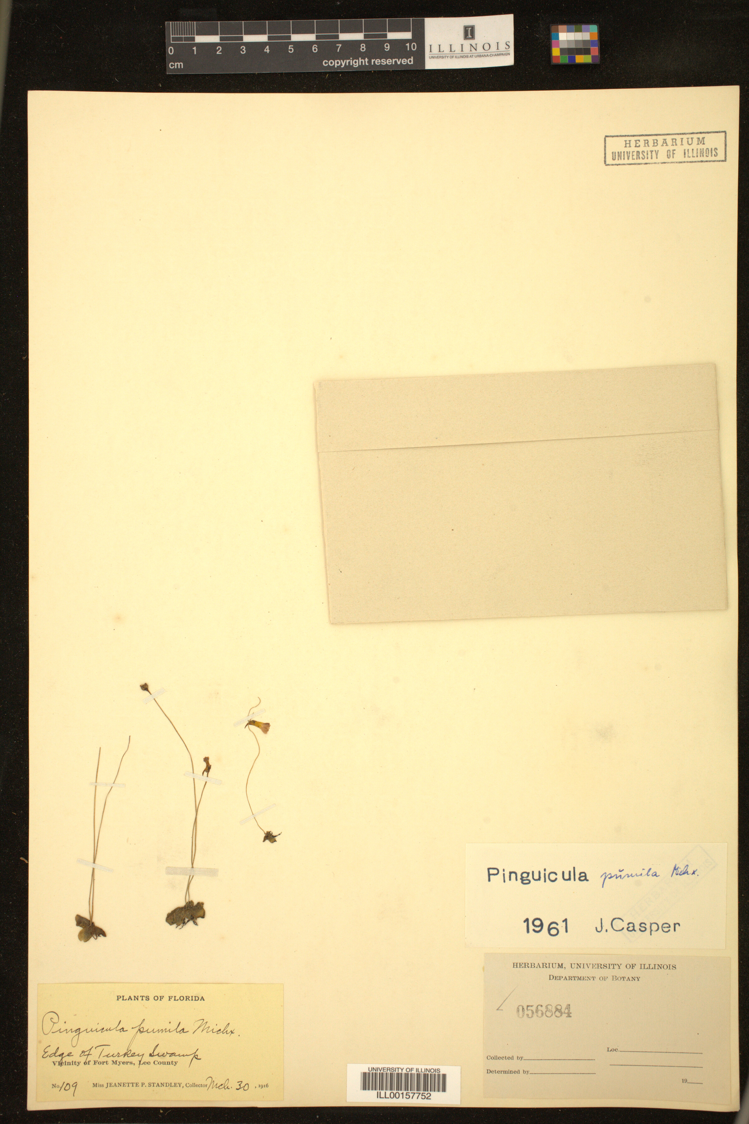 Pinguicula pumila image